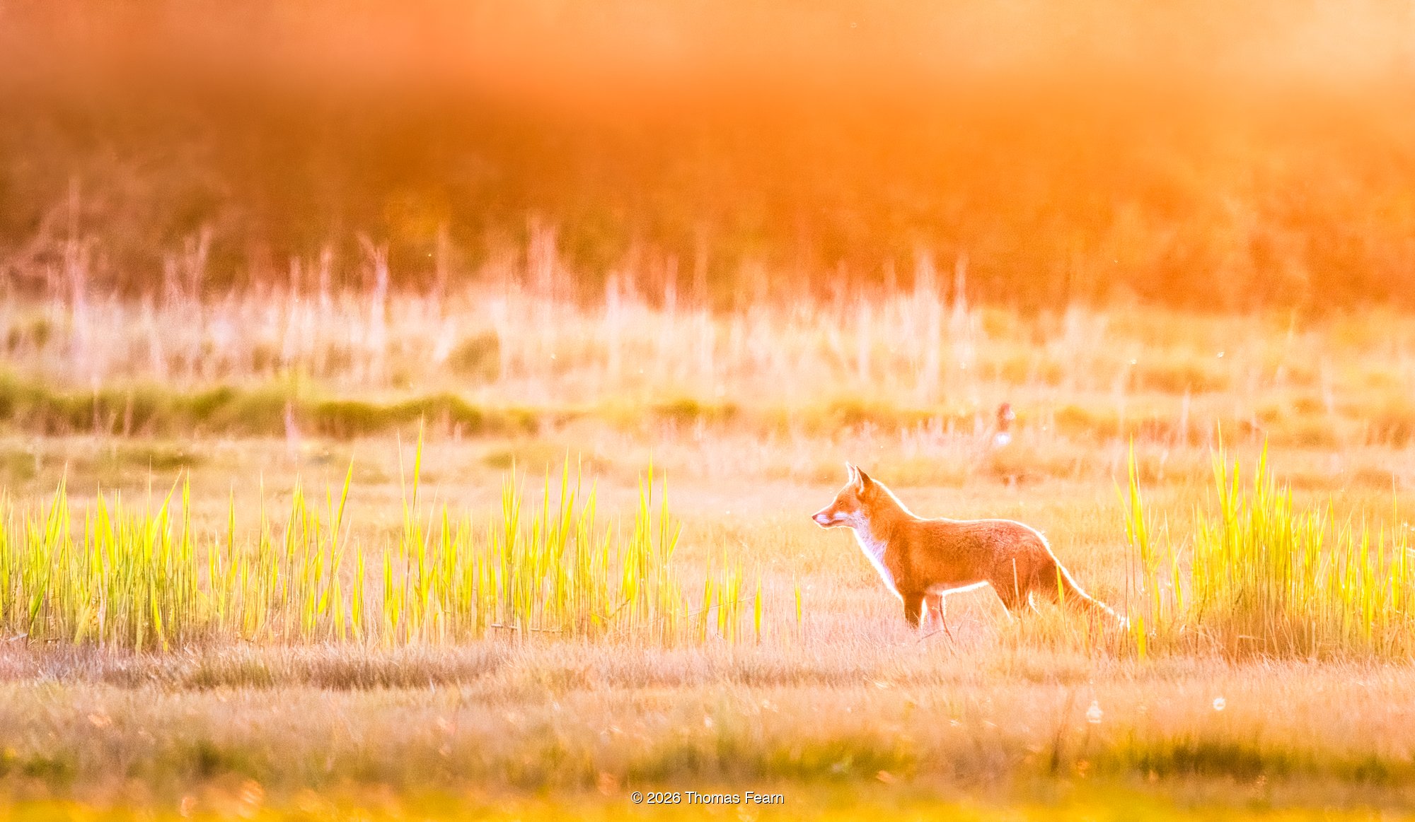 Red fox in golden meadow light