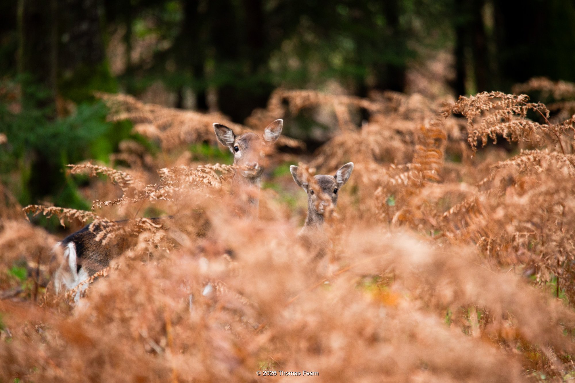 Fallow Doe and Fawn half hidden in autumn bracken