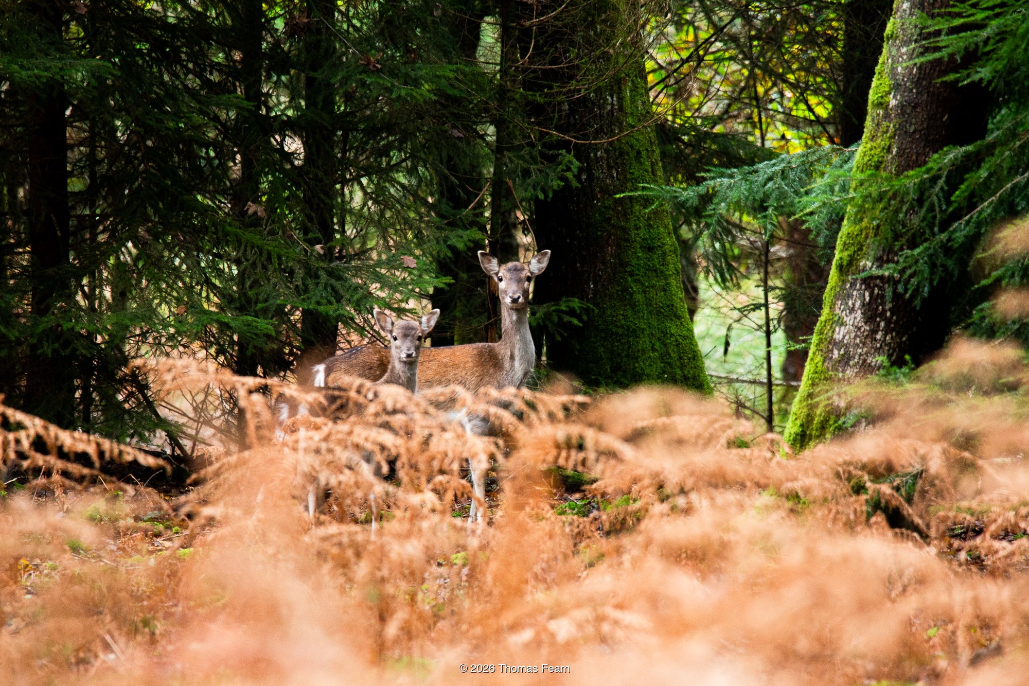 Fallow Doe and Fawn, autumn woodland