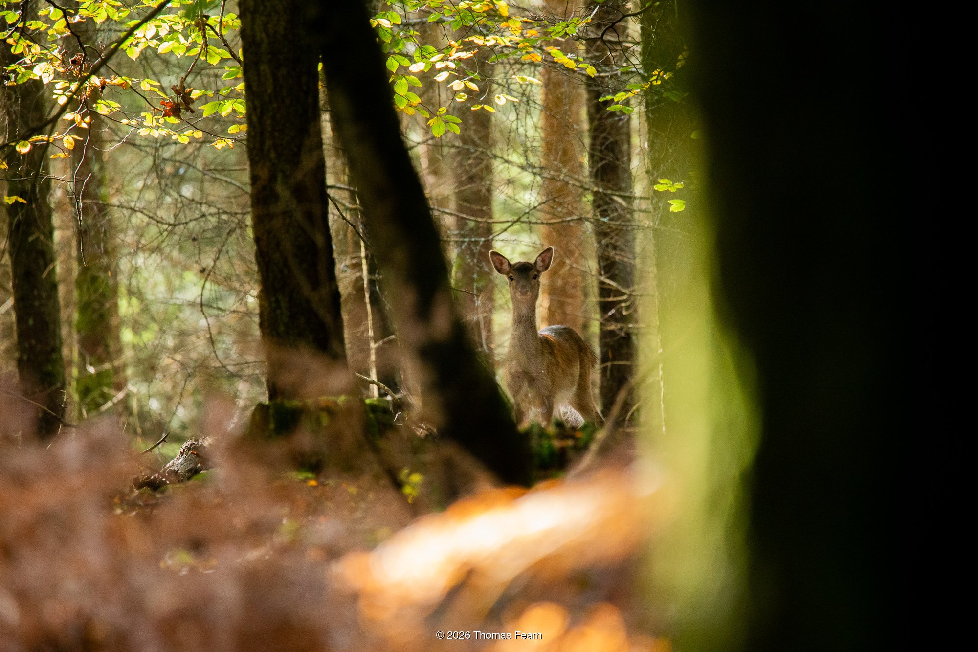 Young Fallow Deer between trees