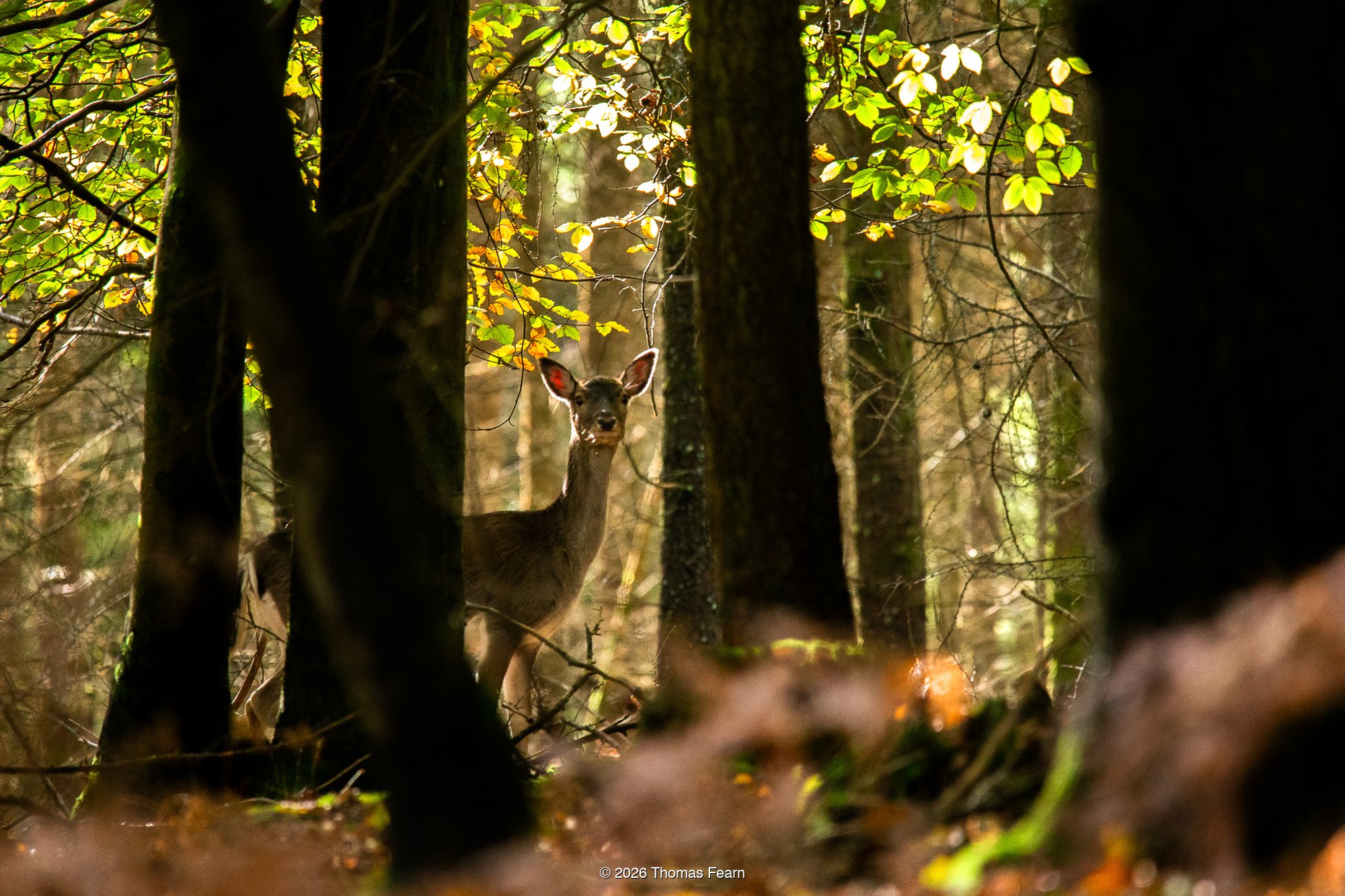 Young Fallow Deer in Autumn