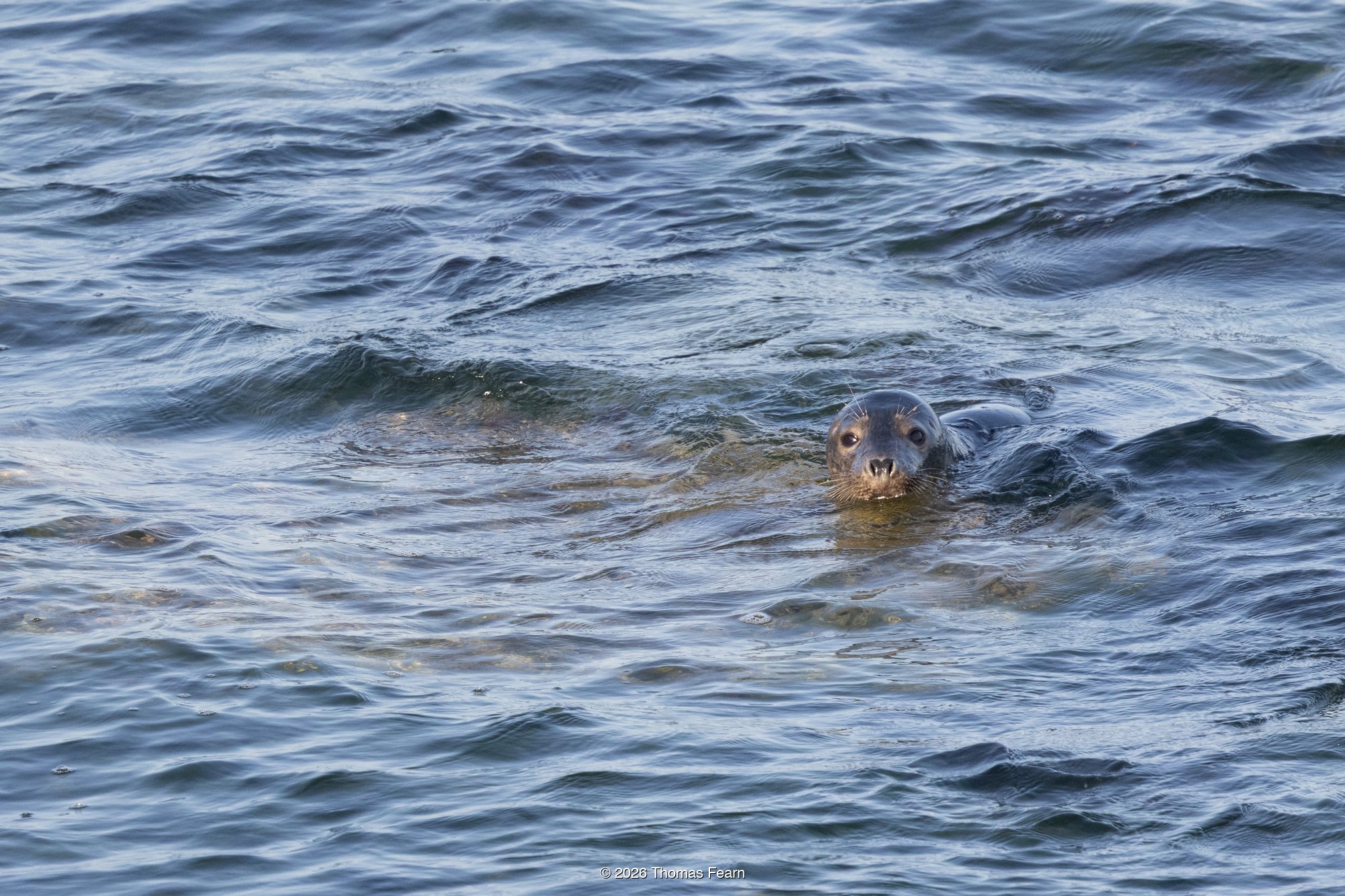 Seal surfacing offshore