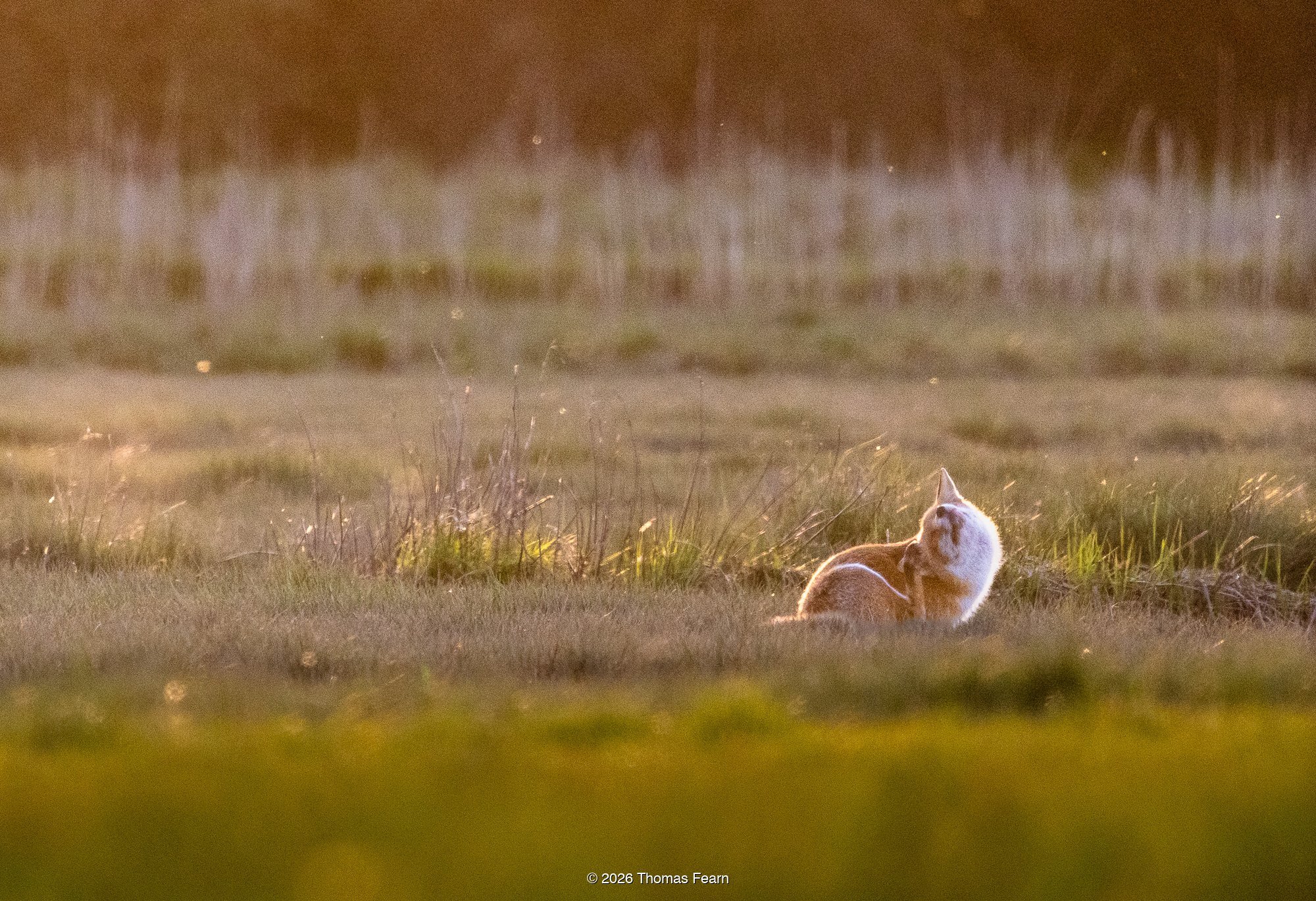 Red fox curled in long grass at golden hour