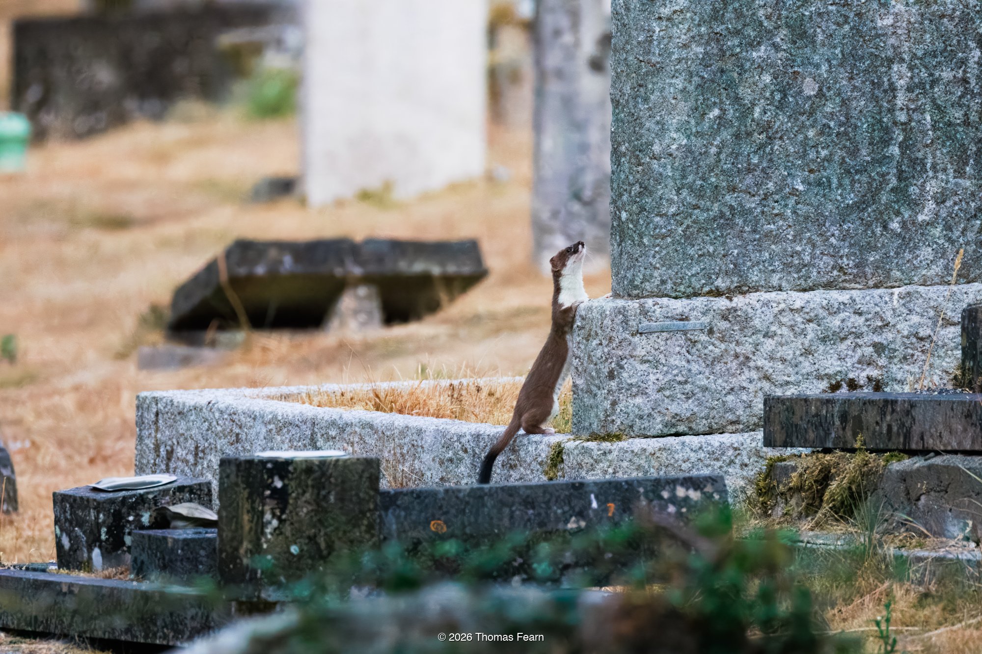Stoat standing among the graves