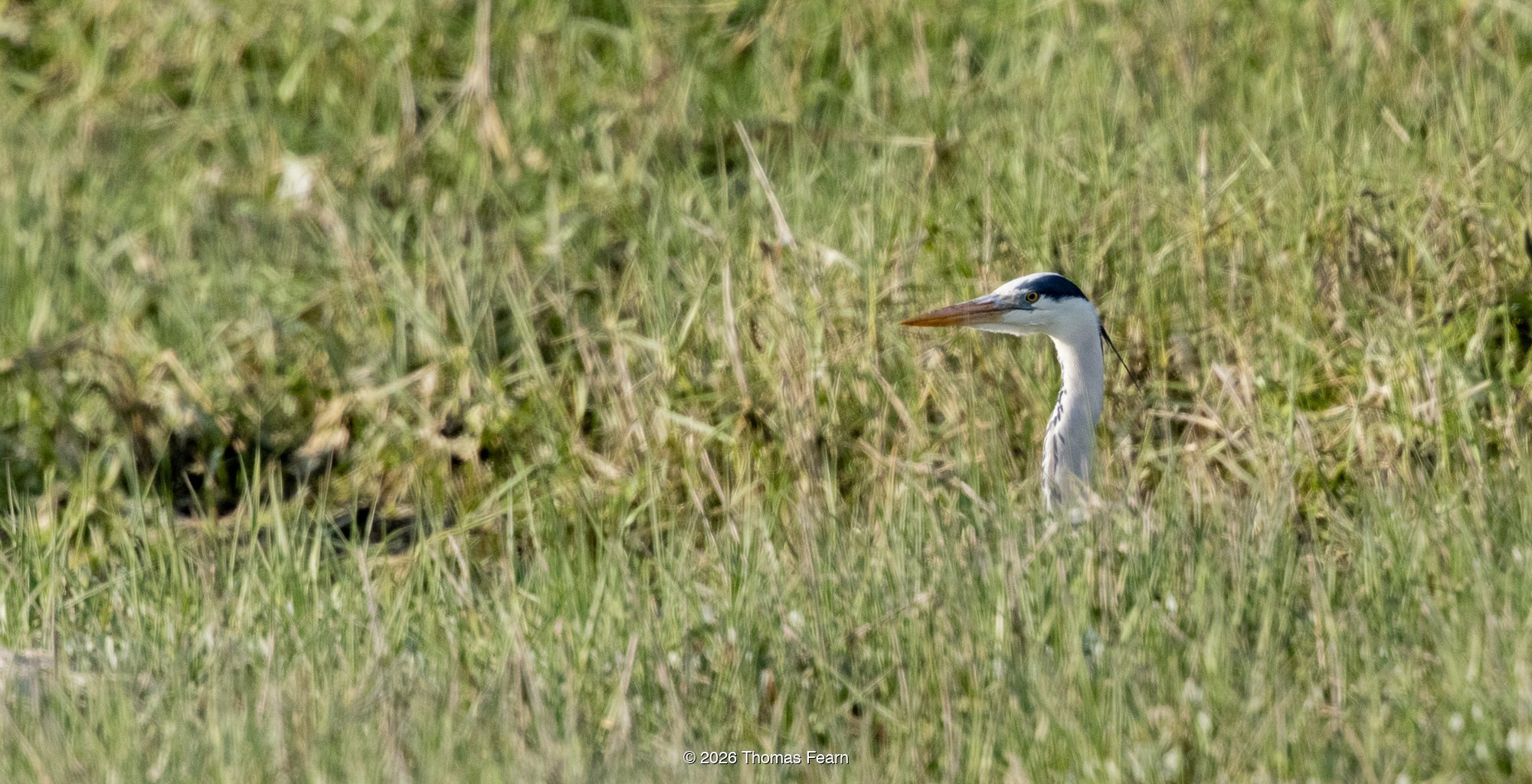 Grey Heron at the edge of grassland and shallow water