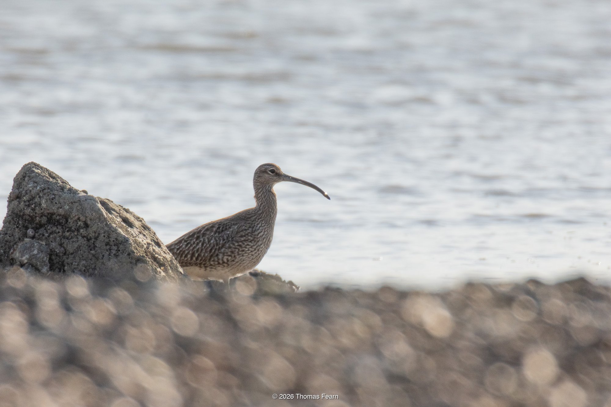 Whimbrel on a pebbled shoreline at first light