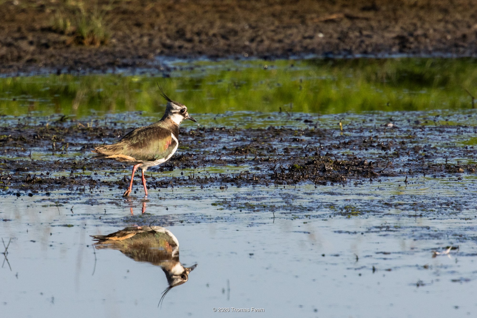 Lapwing at the water's edge with its reflection