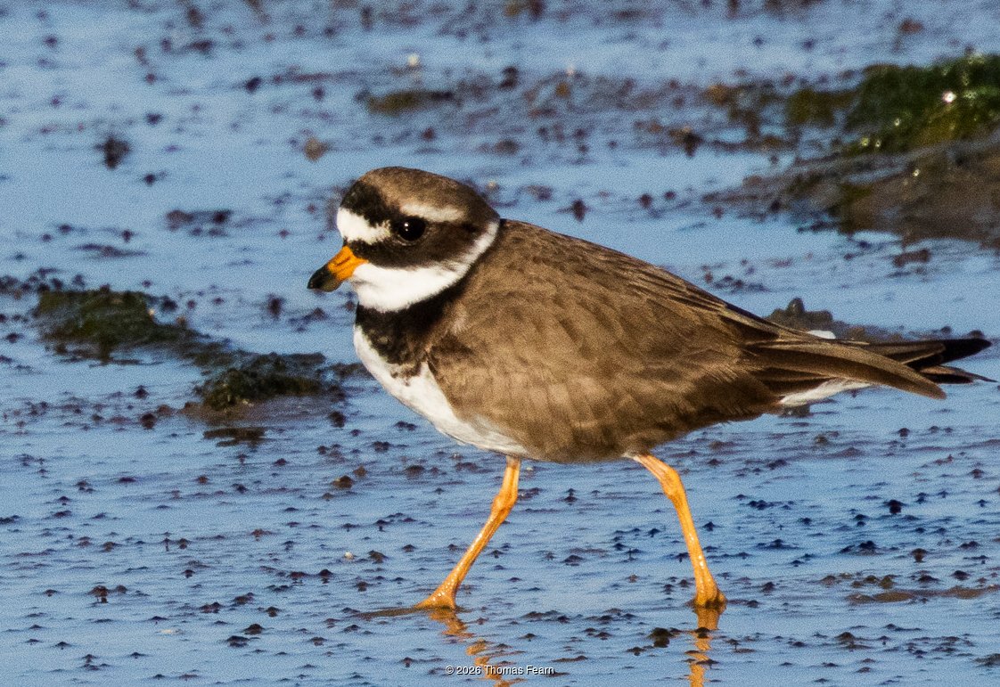 Ringed plover stepping through shallow water