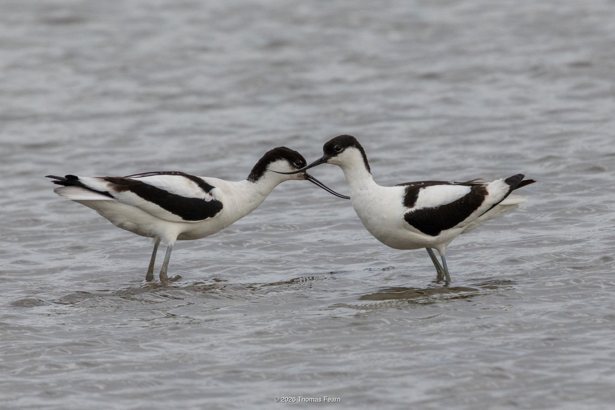 Pair of pied avocets in courtship