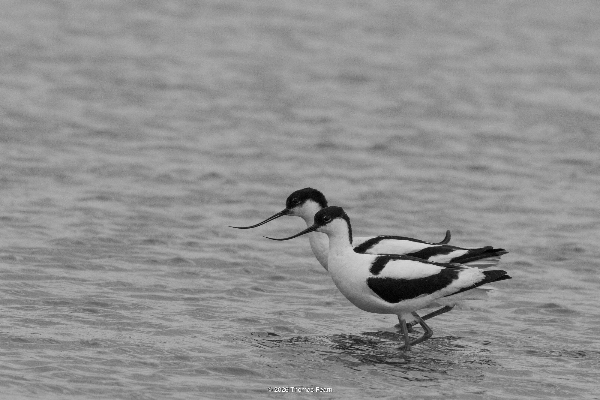 Avocet pair displaying side by side