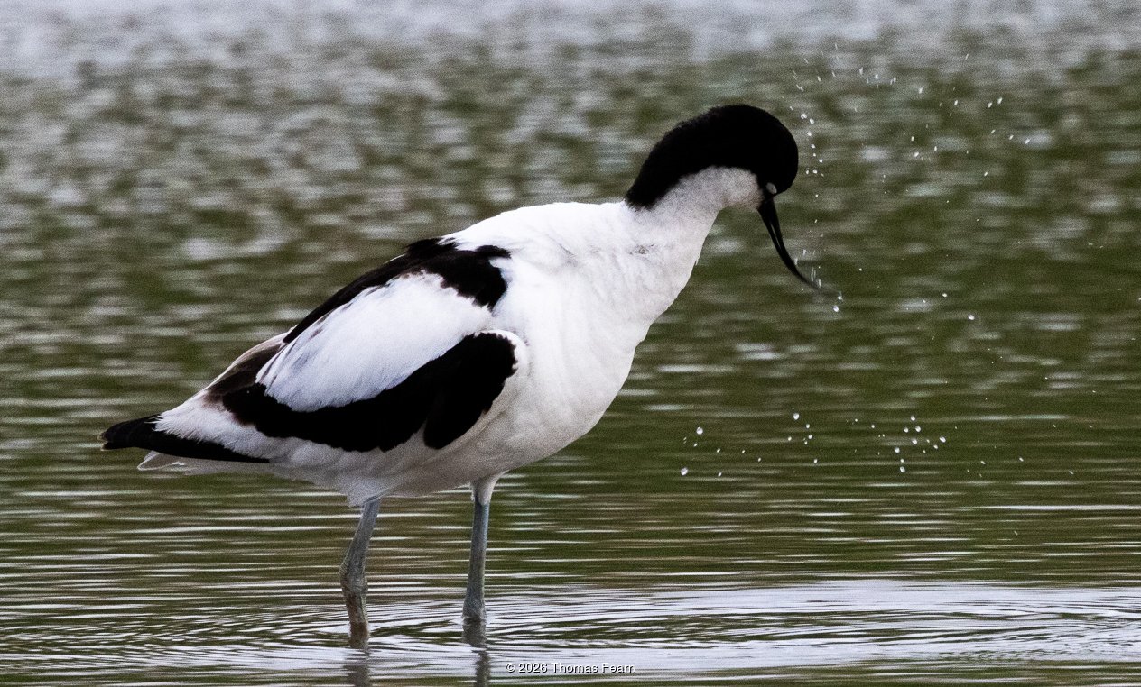 Single avocet sweeping its bill through water