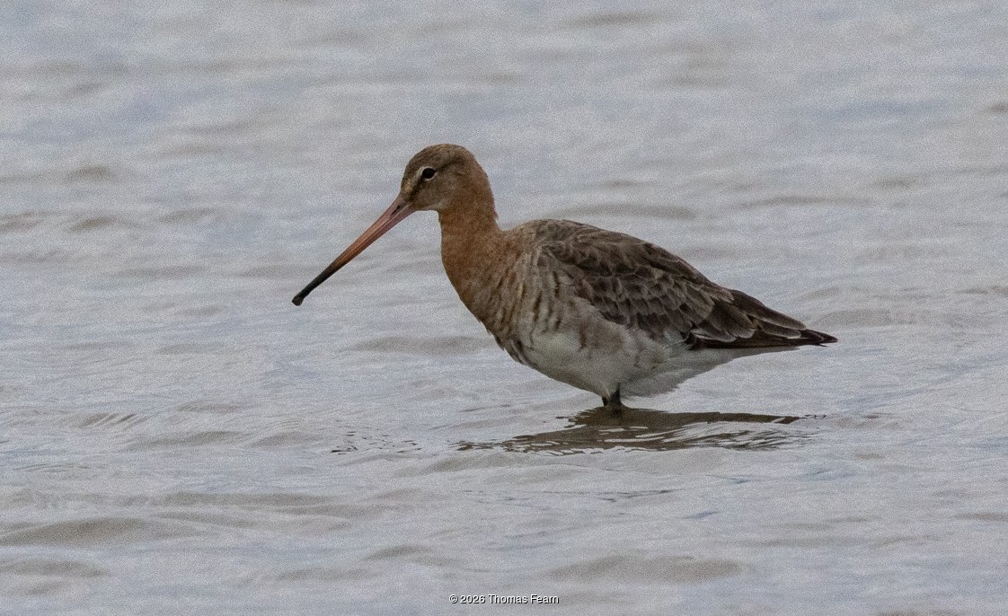 Black-tailed godwit on still water