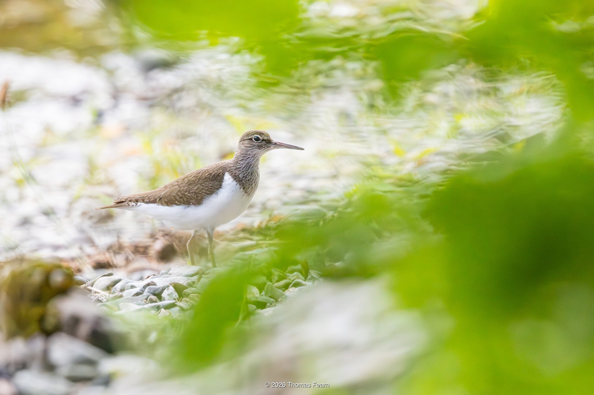 Common sandpiper hidden in stream-side greenery