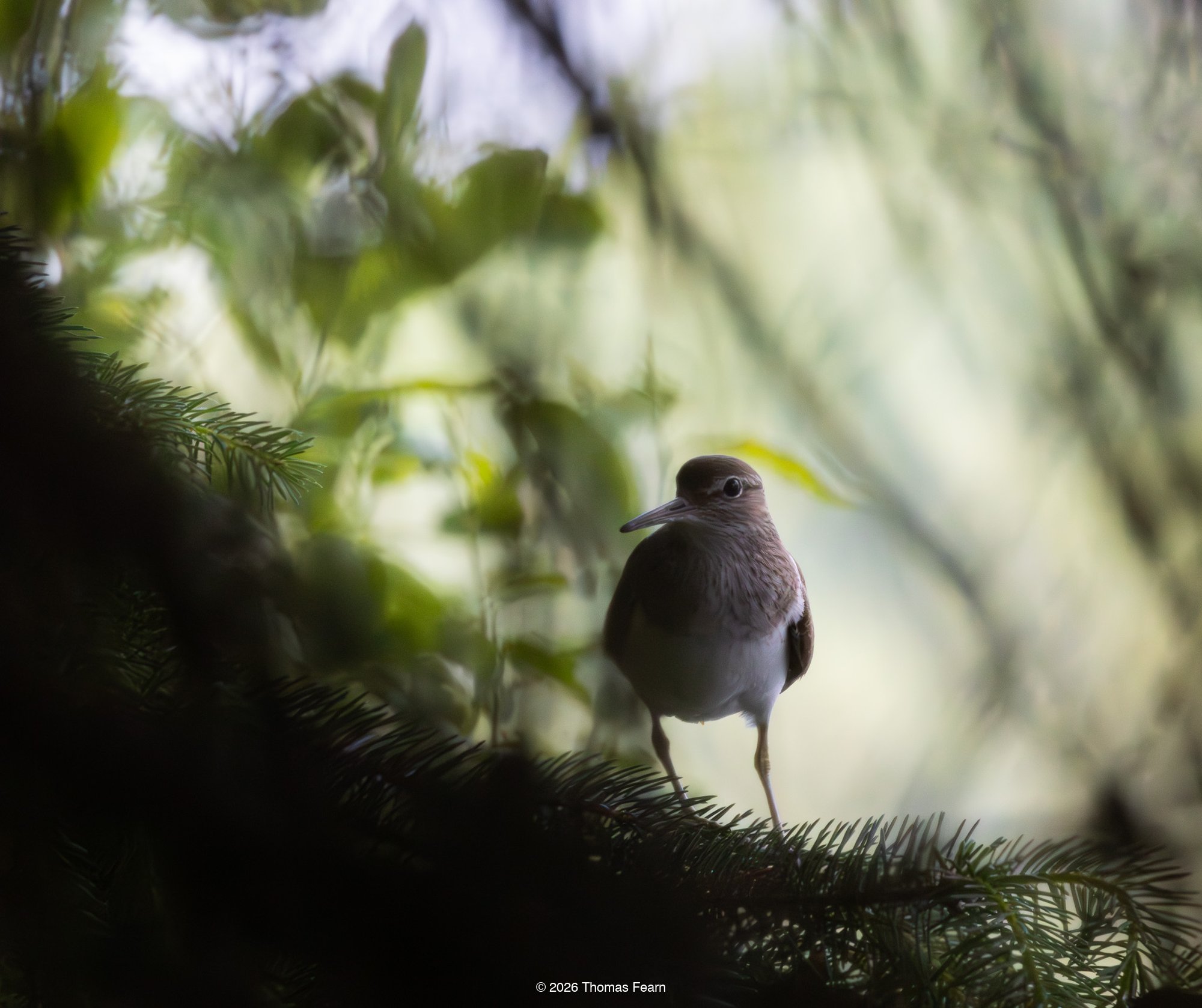 Common sandpiper through foreground branches
