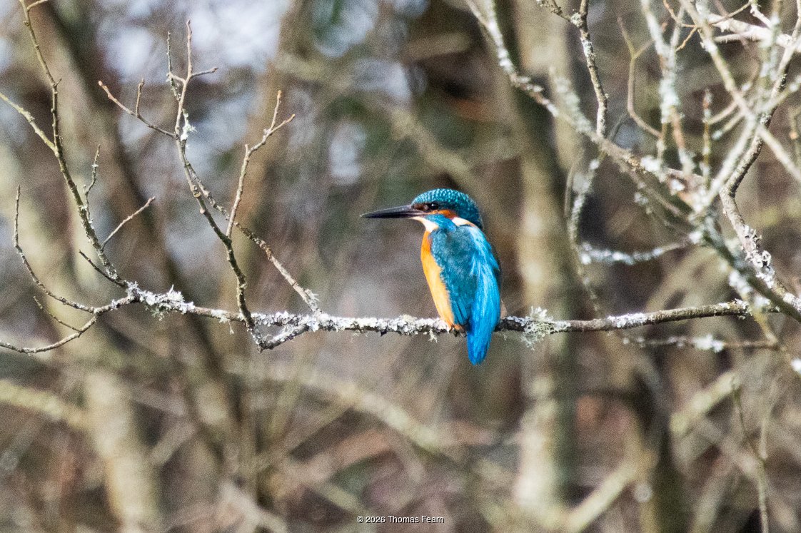 Common kingfisher perched in bare winter branches