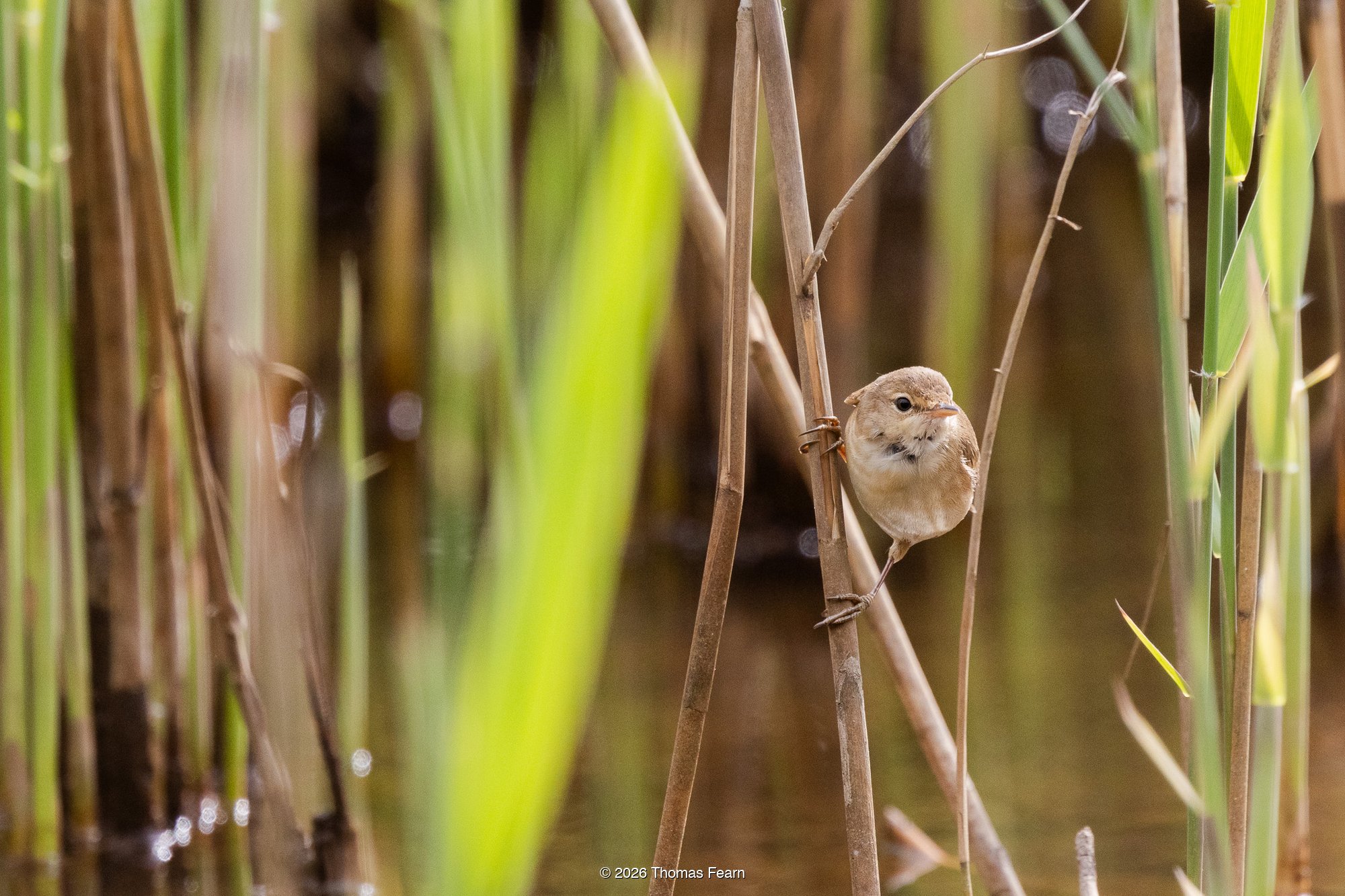 Reed warbler peering between reed stems