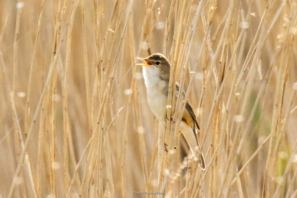 Sedge warbler singing among golden reeds
