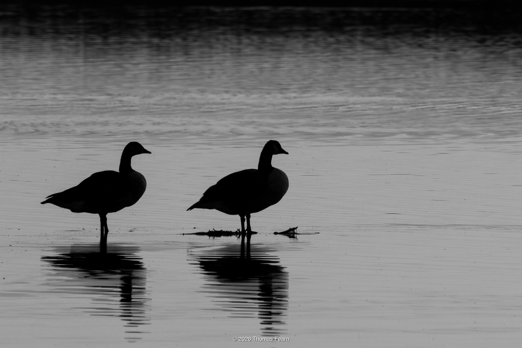 Two geese silhouetted on still water