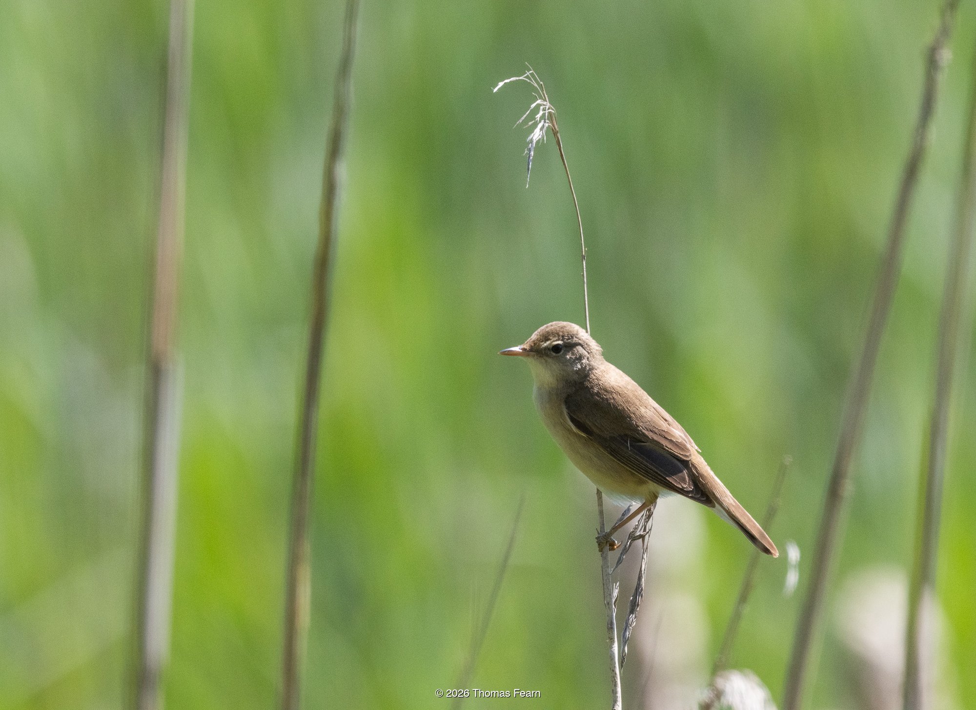 Reed warbler perched on a reed stem