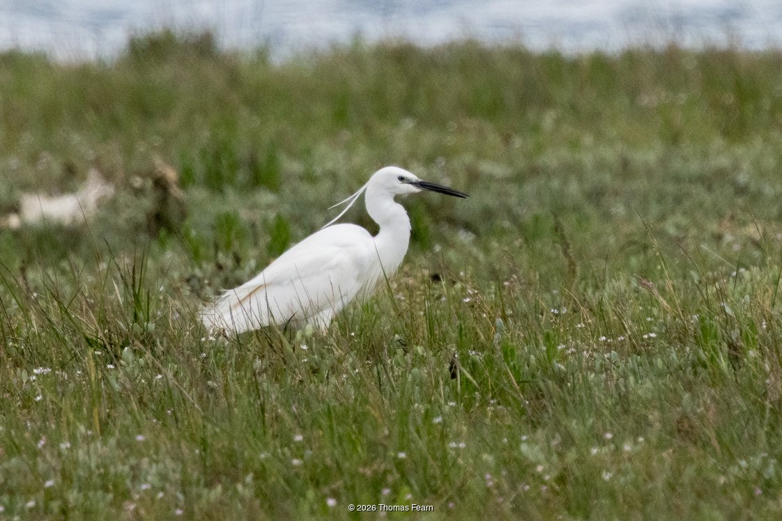 Little egret on a grassy bank