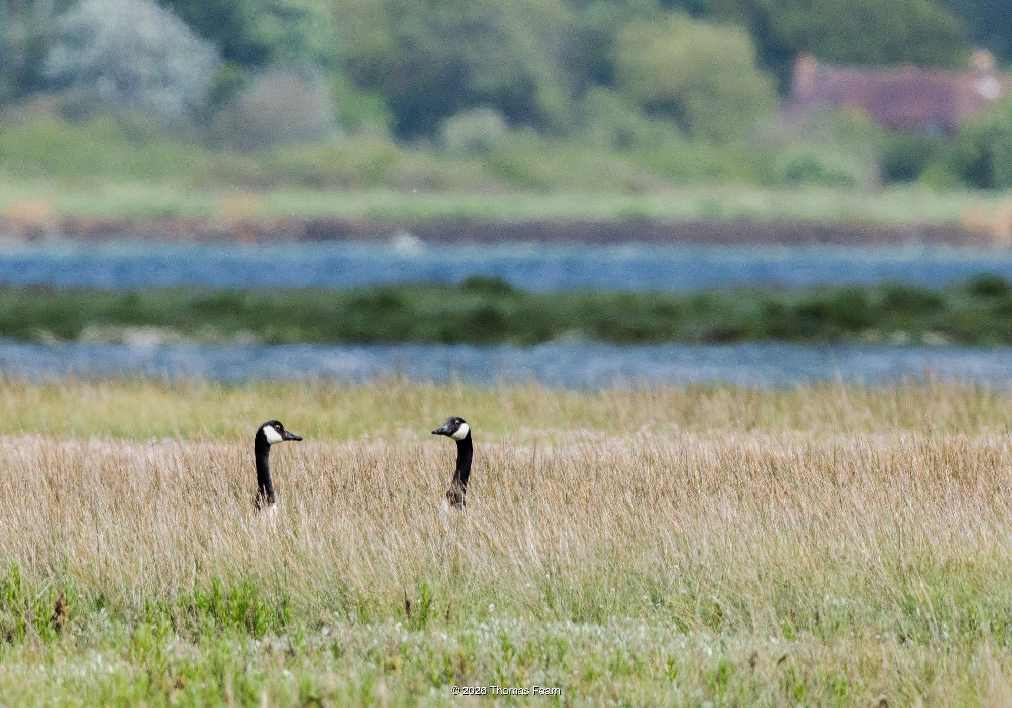 Two Canada geese in saltmarsh grass