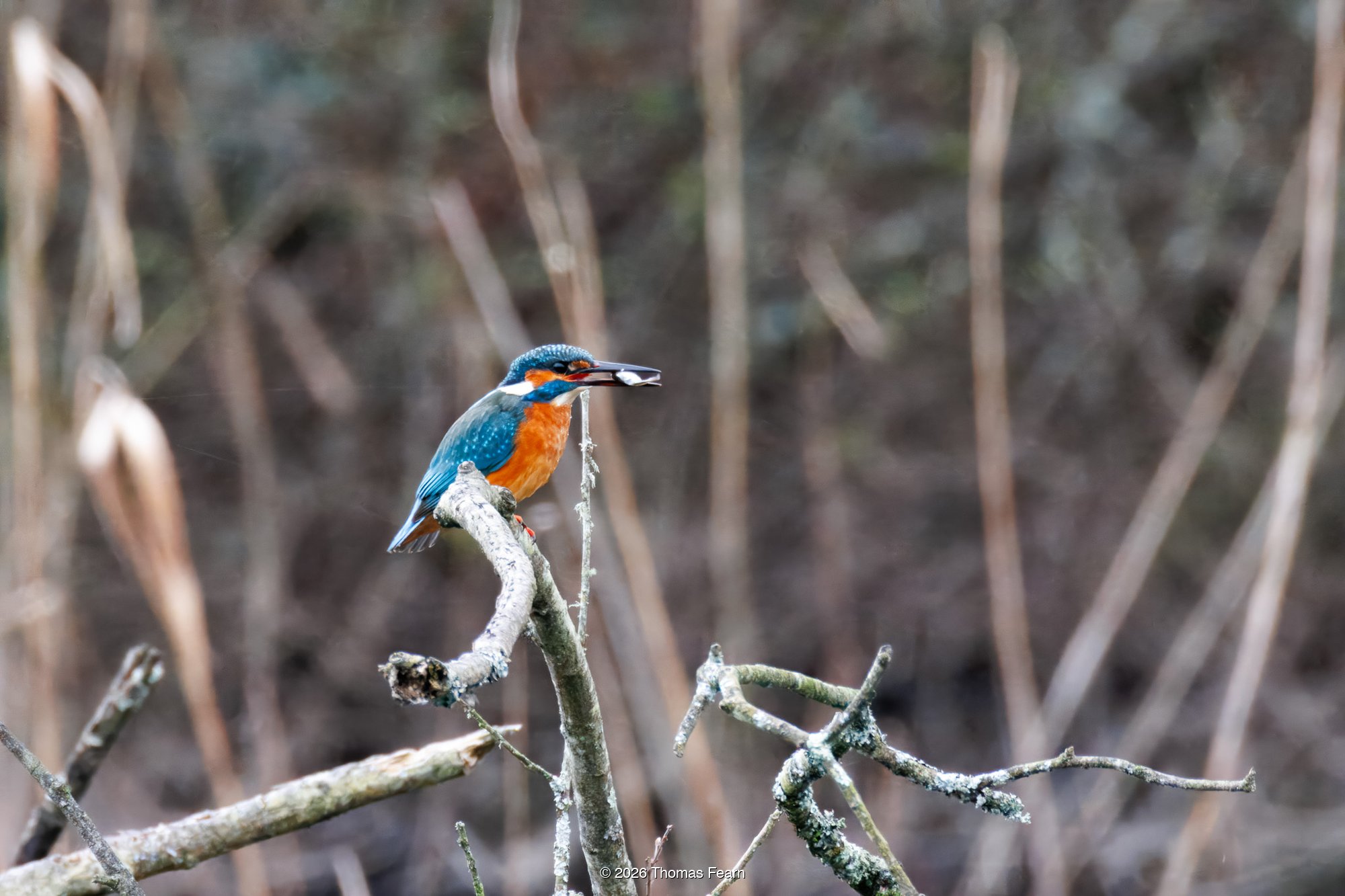 Common kingfisher with a catch on a lichen-covered branch