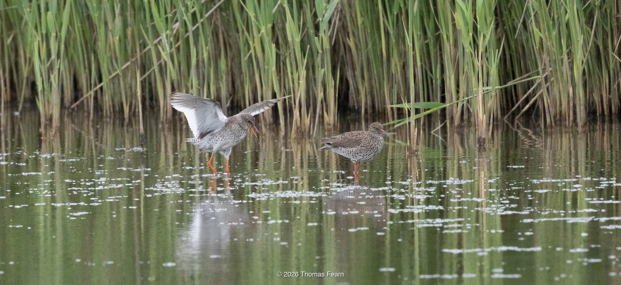 Redshanks wading at the water's edge
