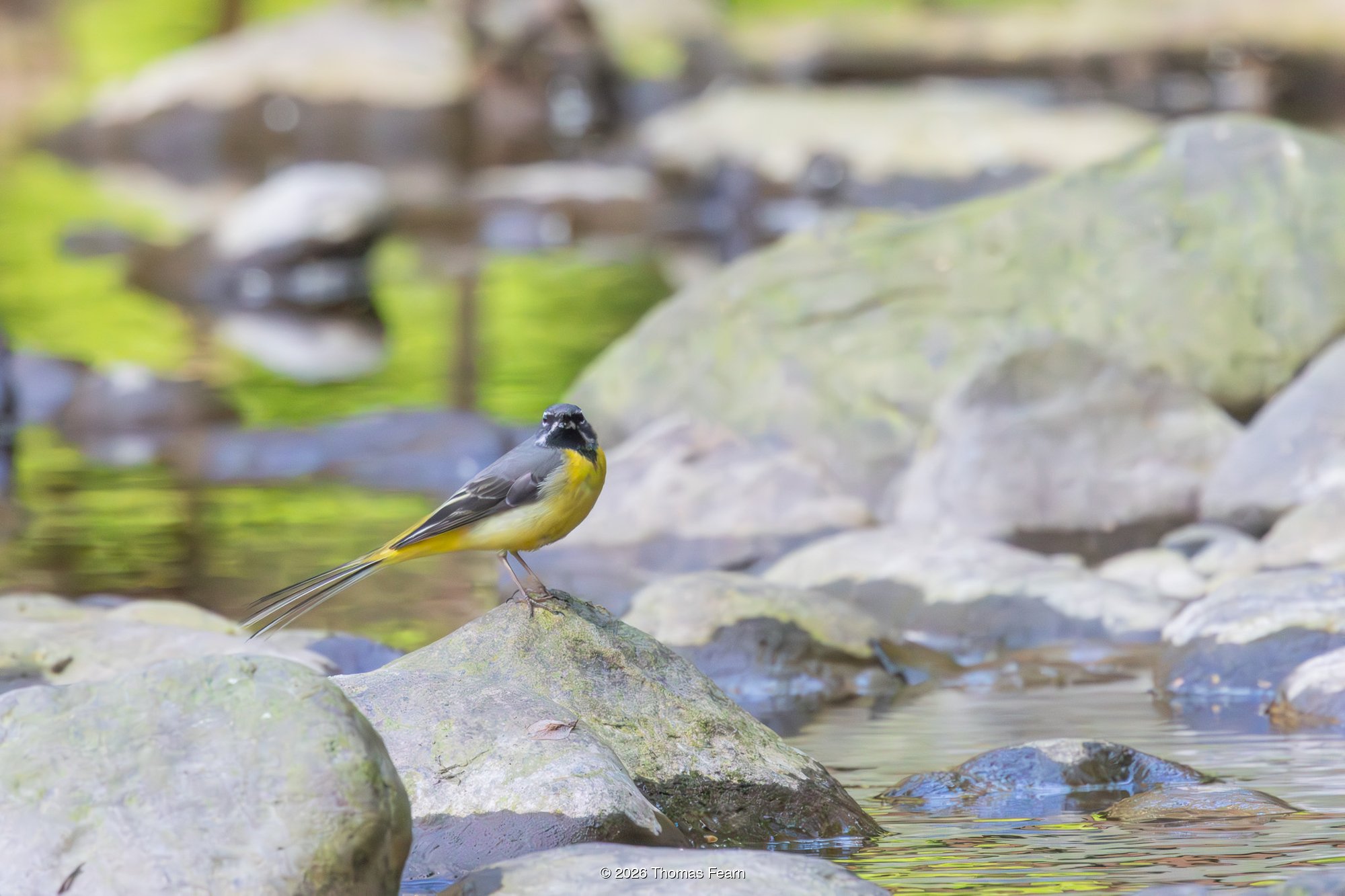 Grey wagtail among streambed boulders