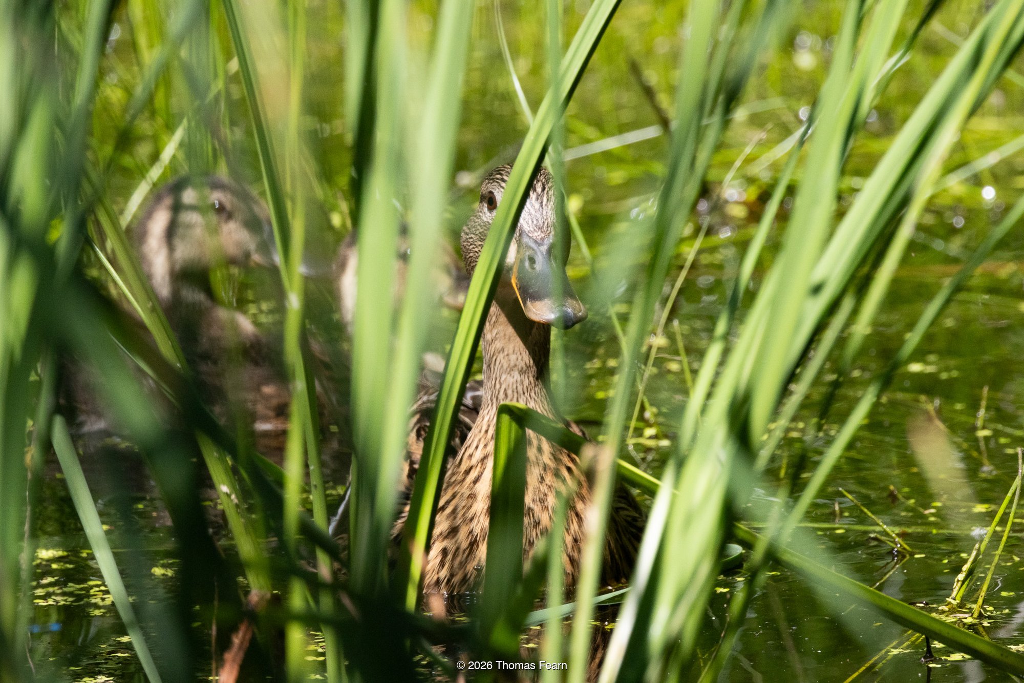 Mallards among summer reeds