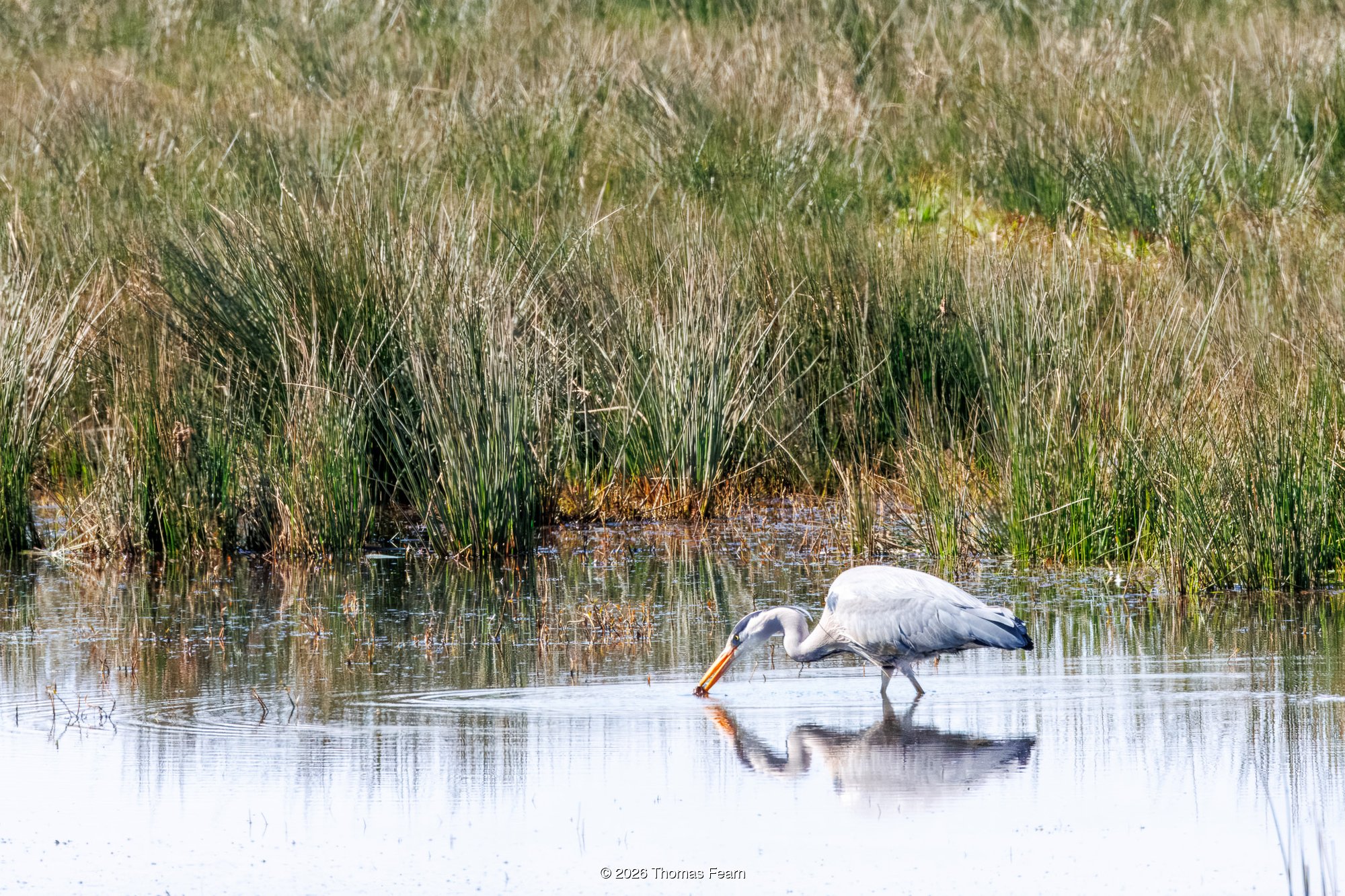 Grey heron feeding in a reed-fringed pool