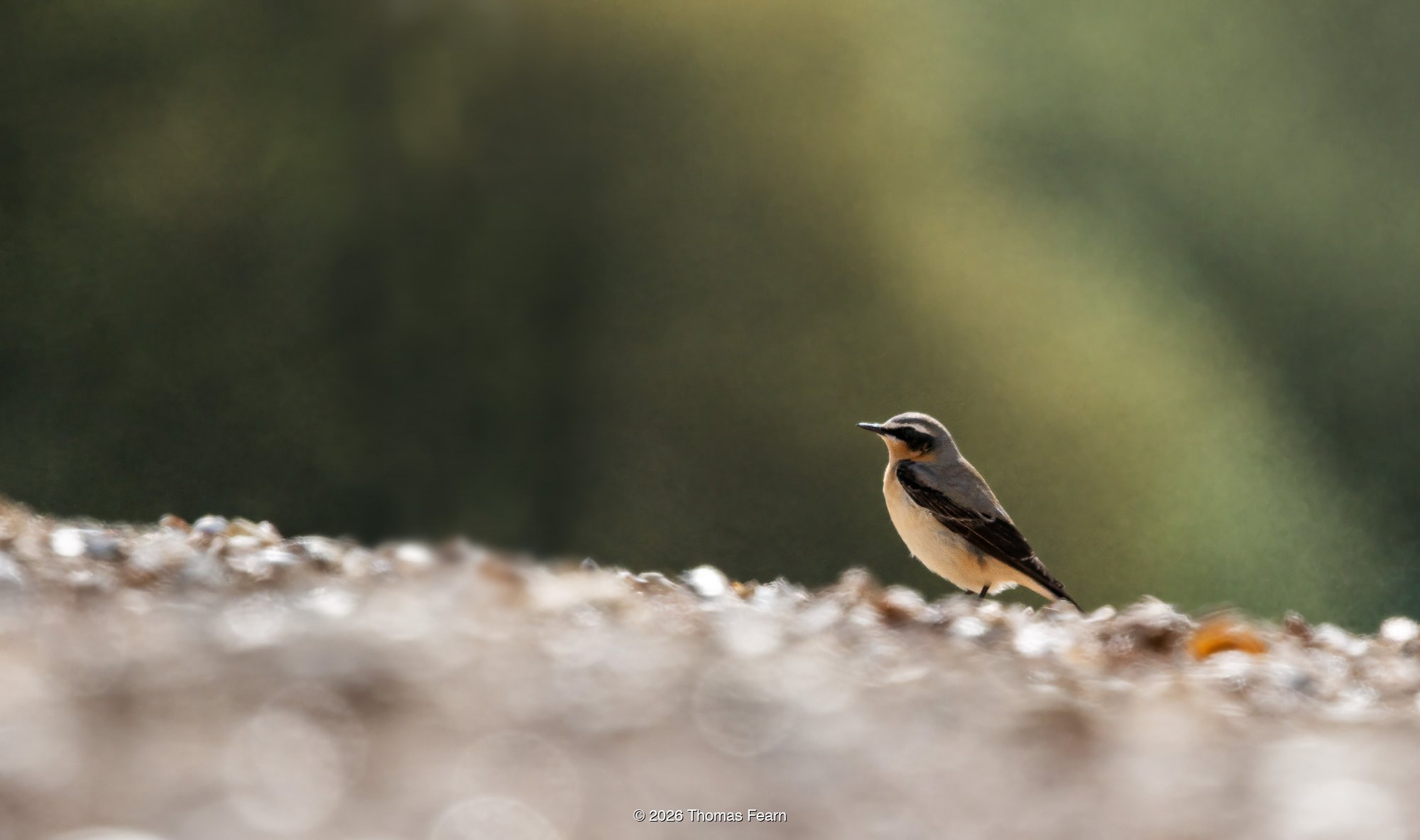 Northern wheatear on a shingle bank