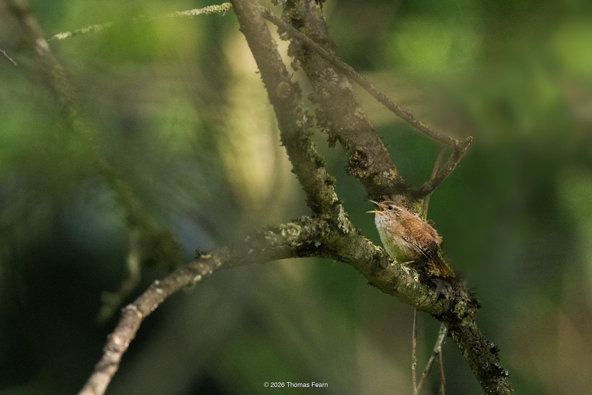 Wren singing on a mossy branch