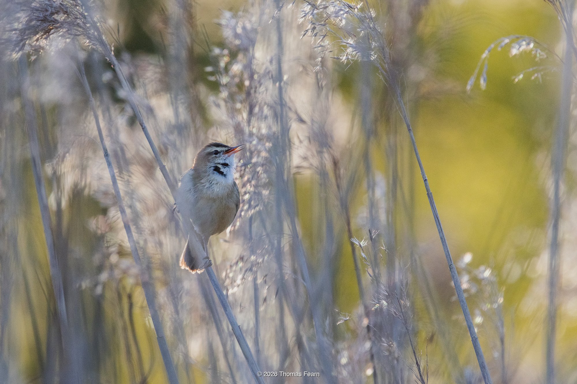 Sedge warbler singing among reeds