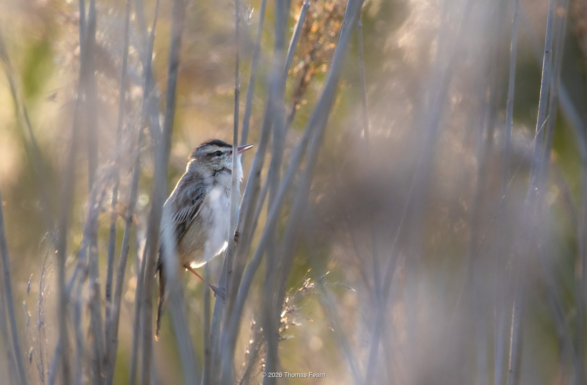 Sedge warbler half hidden among reeds