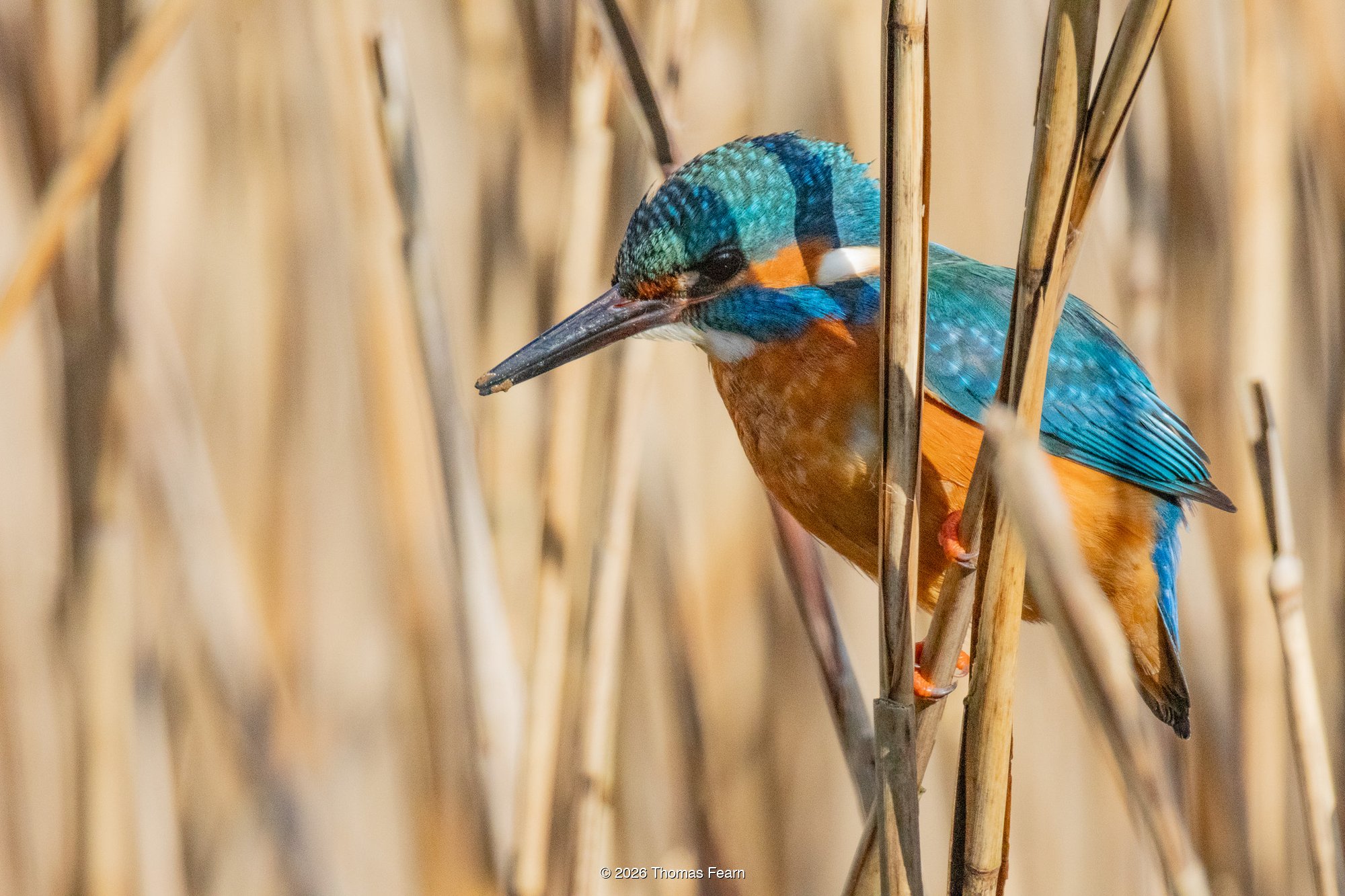 Common kingfisher gripping reed stems
