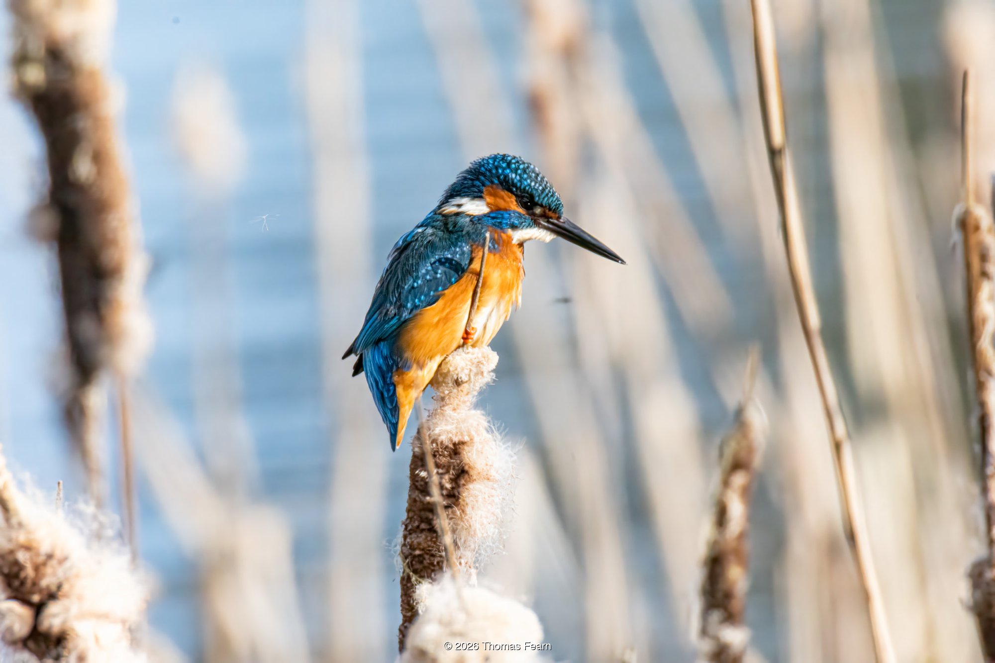 Kingfisher perched on a bulrush head