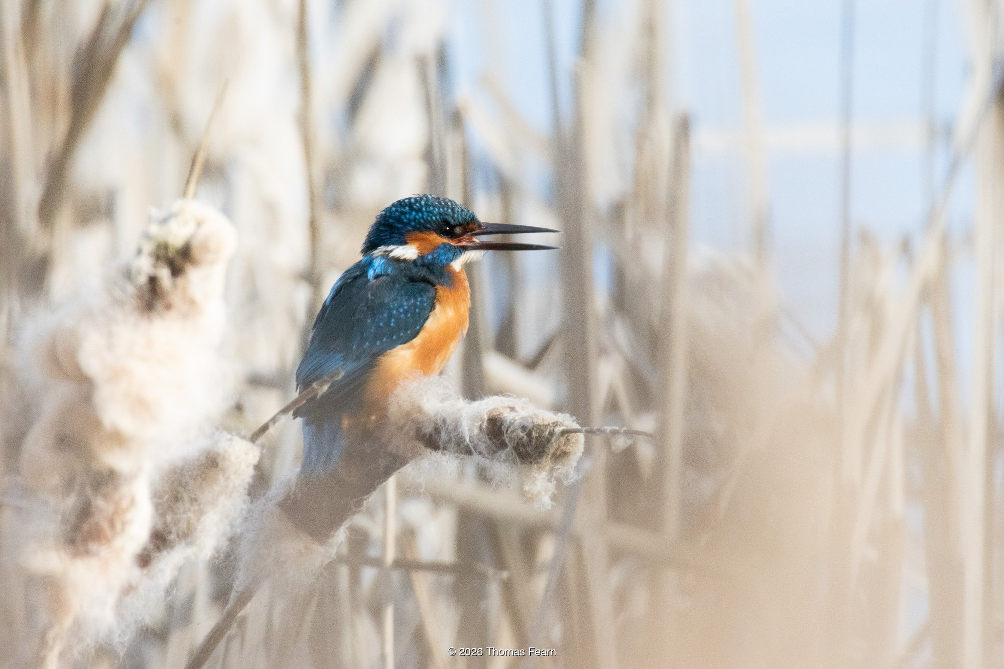 Kingfisher calling among seeding bulrushes