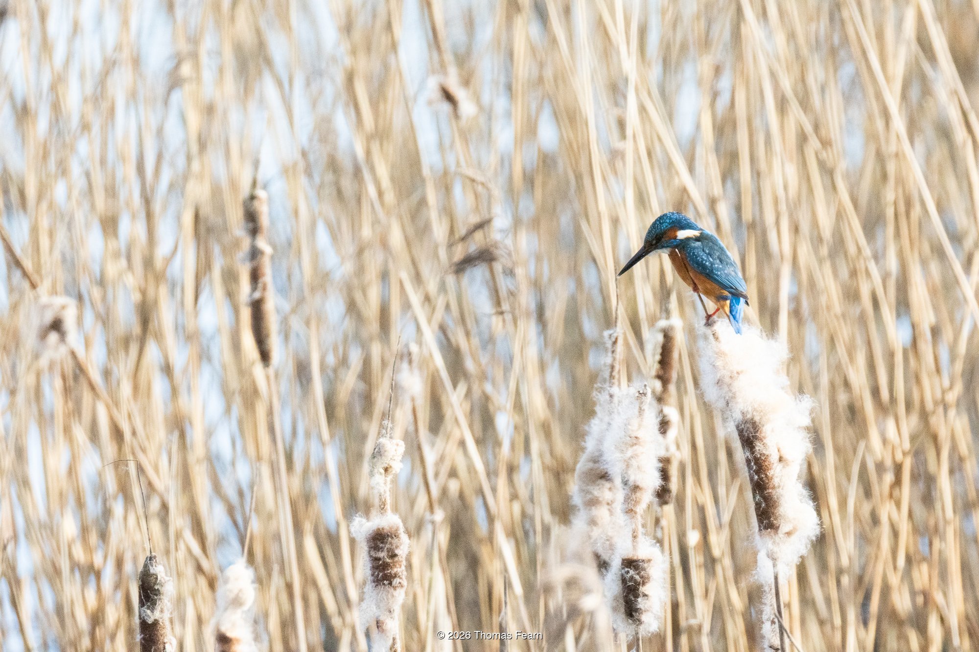 Kingfisher framed against pale winter reeds