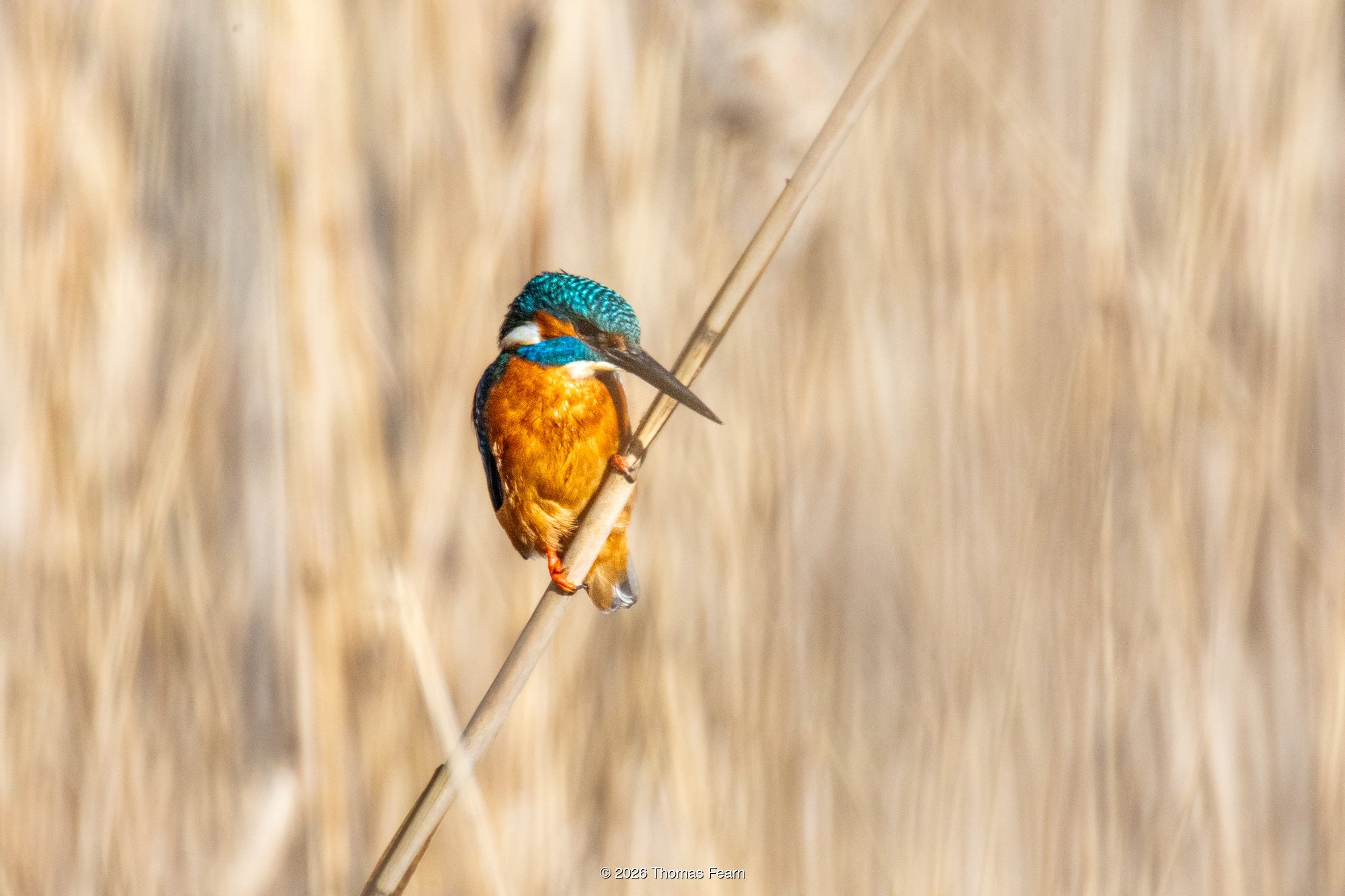 Kingfisher among golden reeds