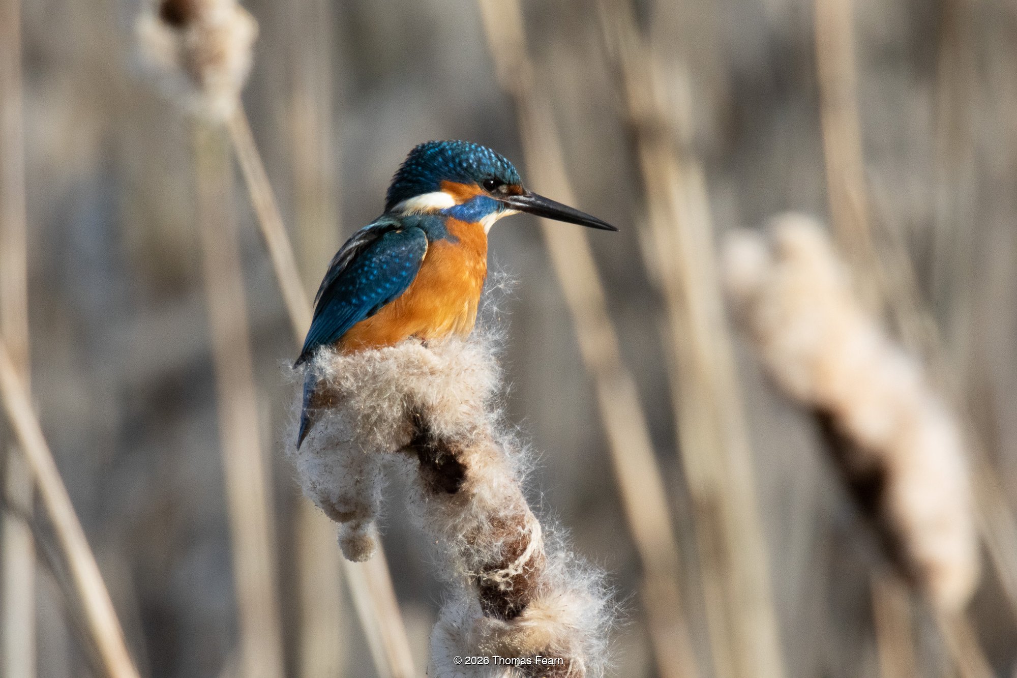 Kingfisher perched on a bulrush seedhead