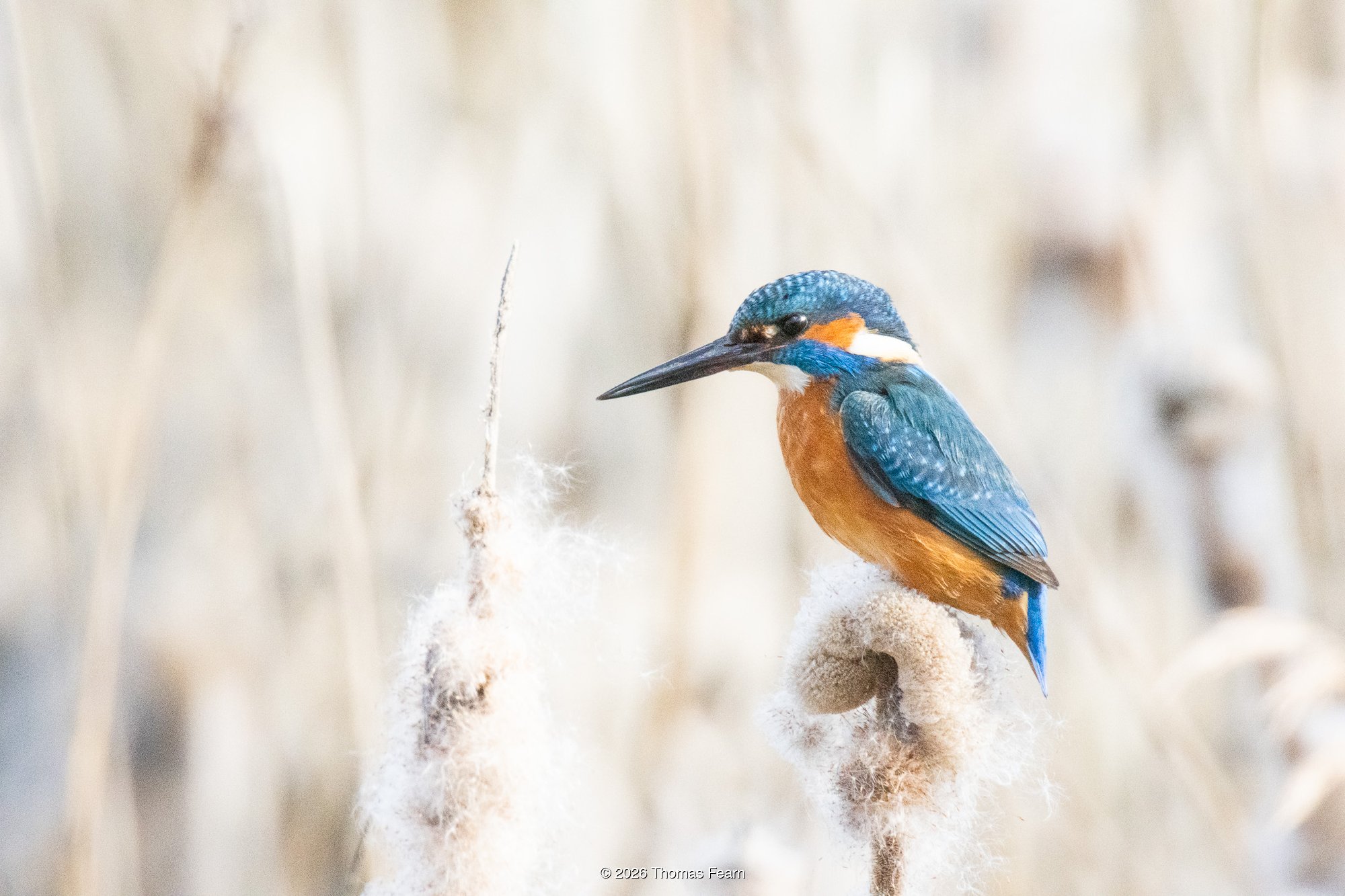 Kingfisher on a Bulrush
