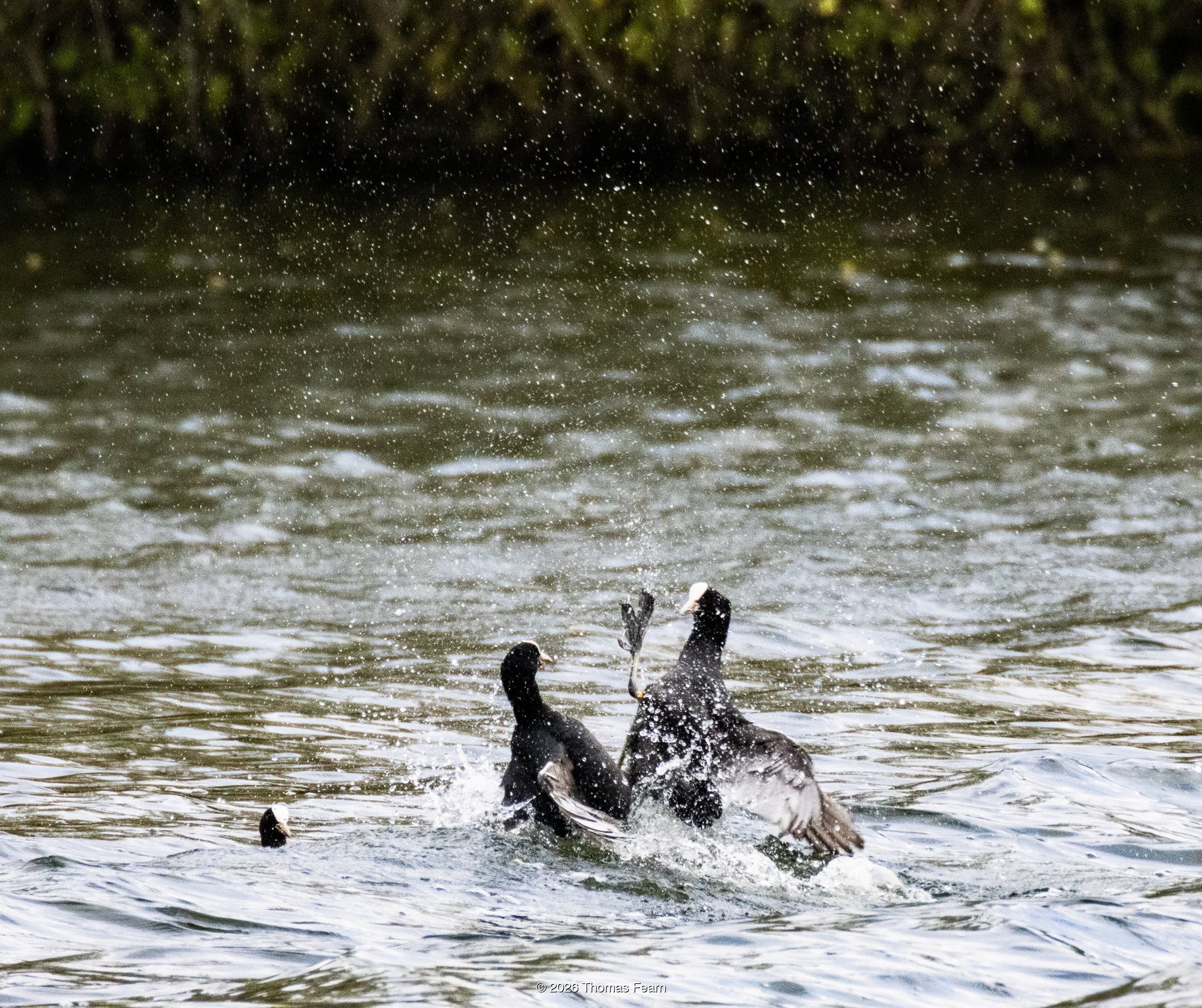 Two coots fighting in a spray of water
