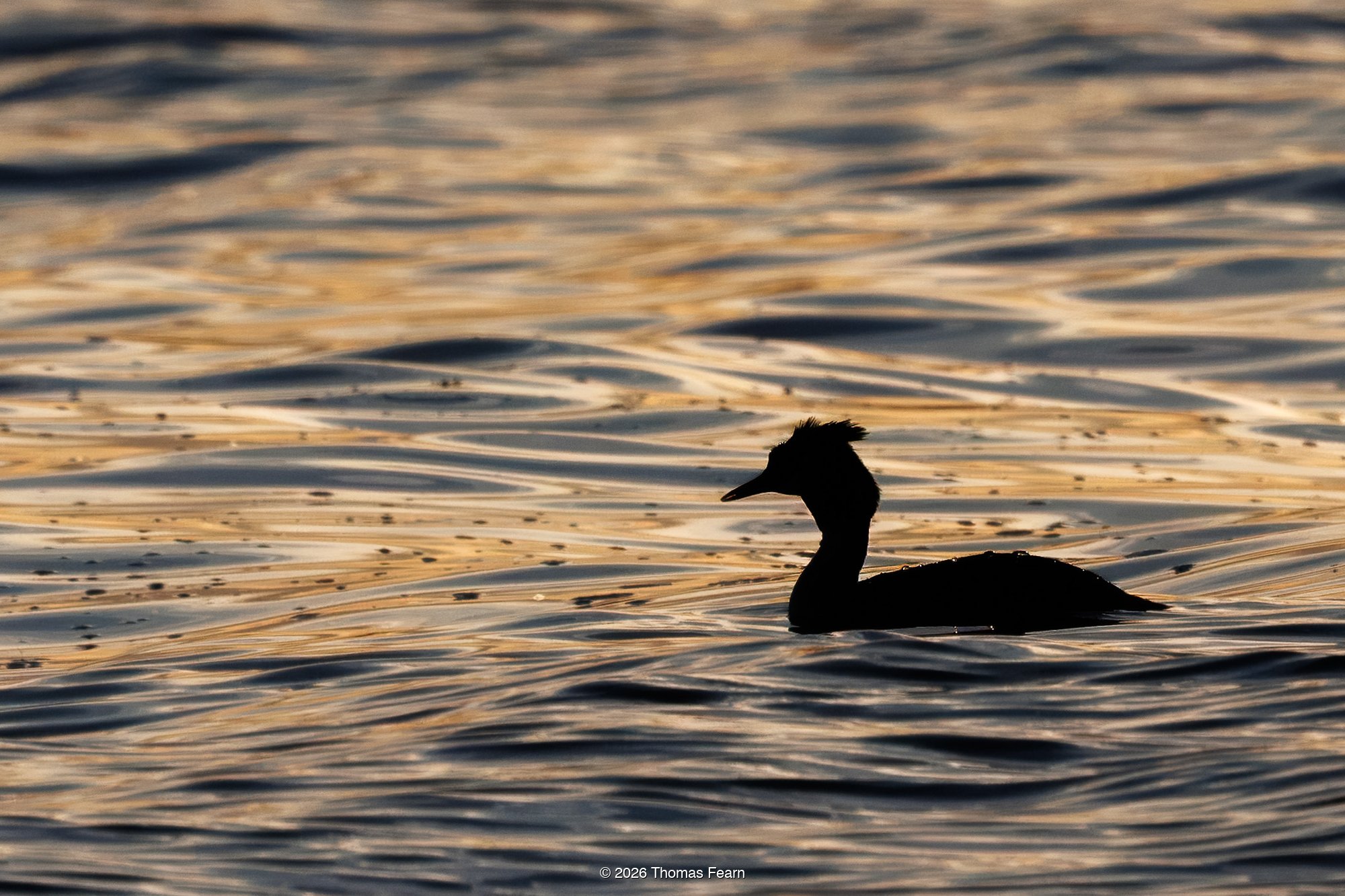 Great crested grebe silhouette on golden water