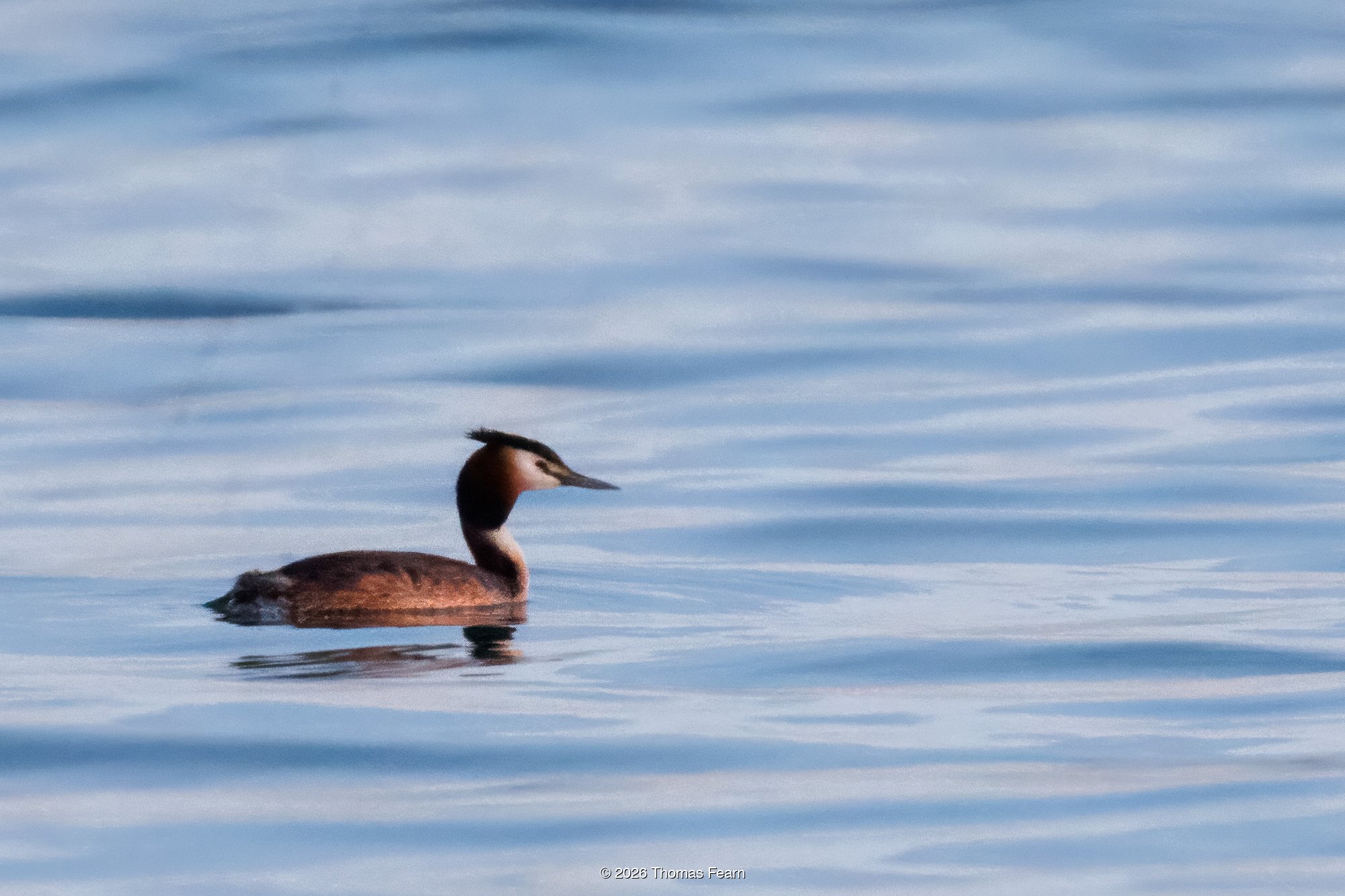 Great crested grebe on calm blue water