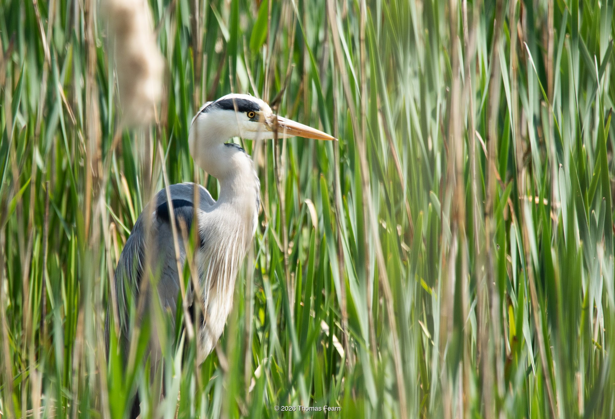 Grey heron standing in tall reeds