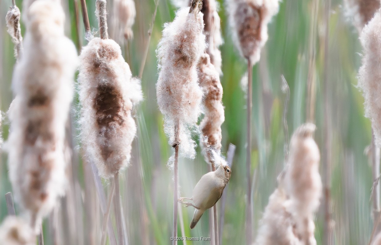 Reed warbler beside cattail seedheads