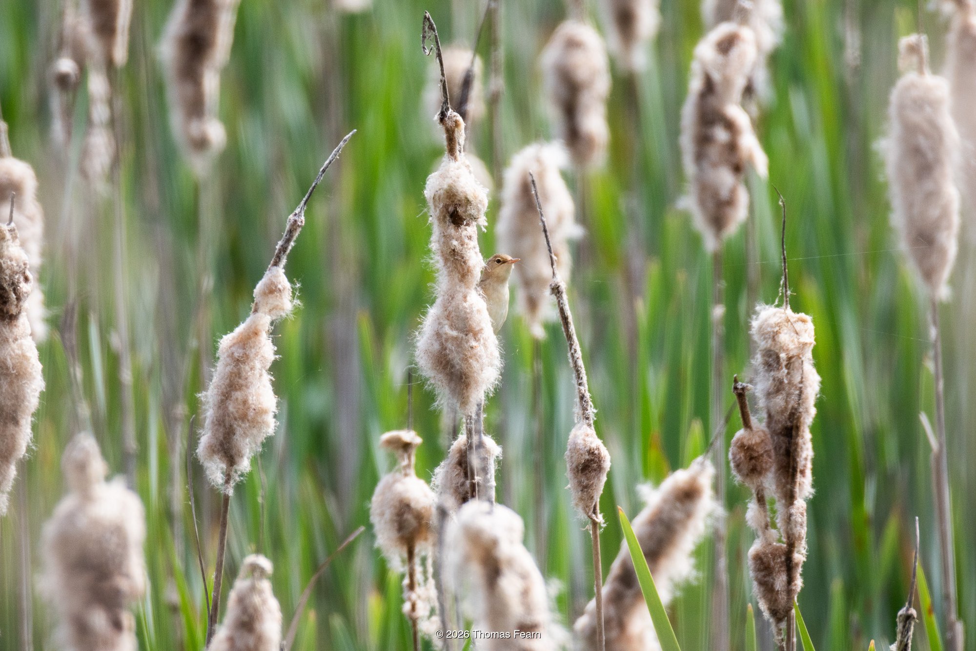 Reed warbler clinging to reeds at dawn