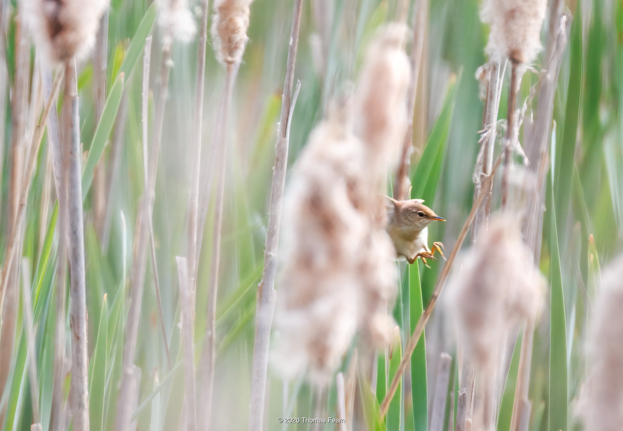Reed warbler among cattails