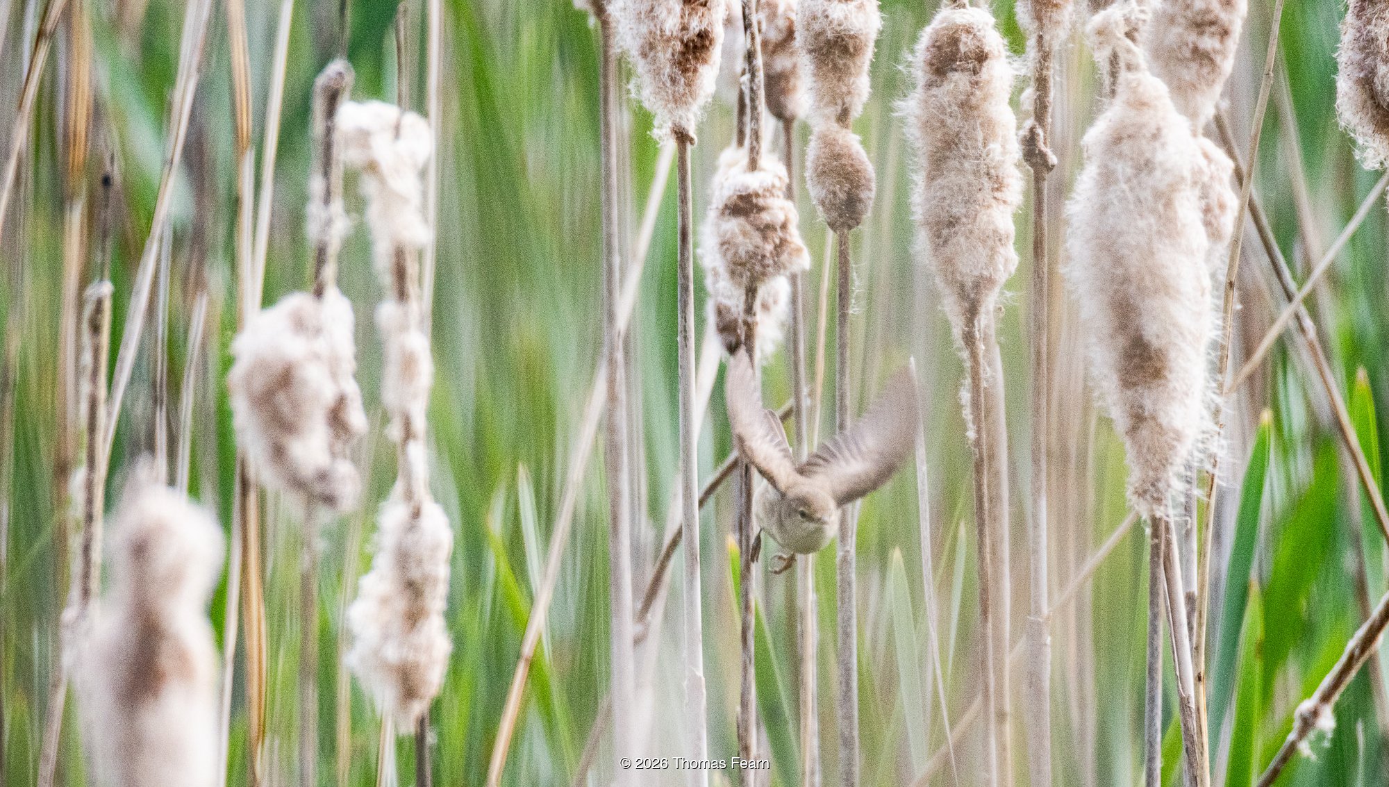 Reed warbler flitting among cattails