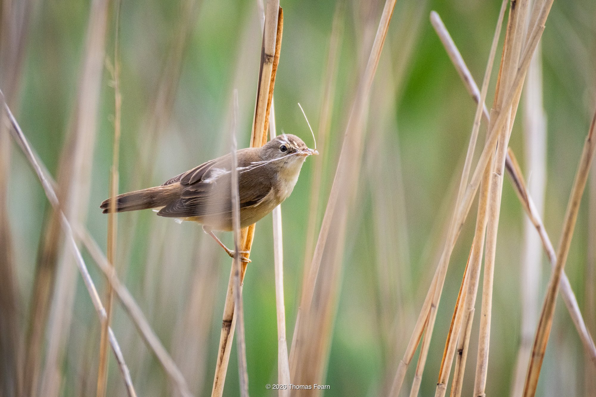 Reed warbler with nesting material among reeds